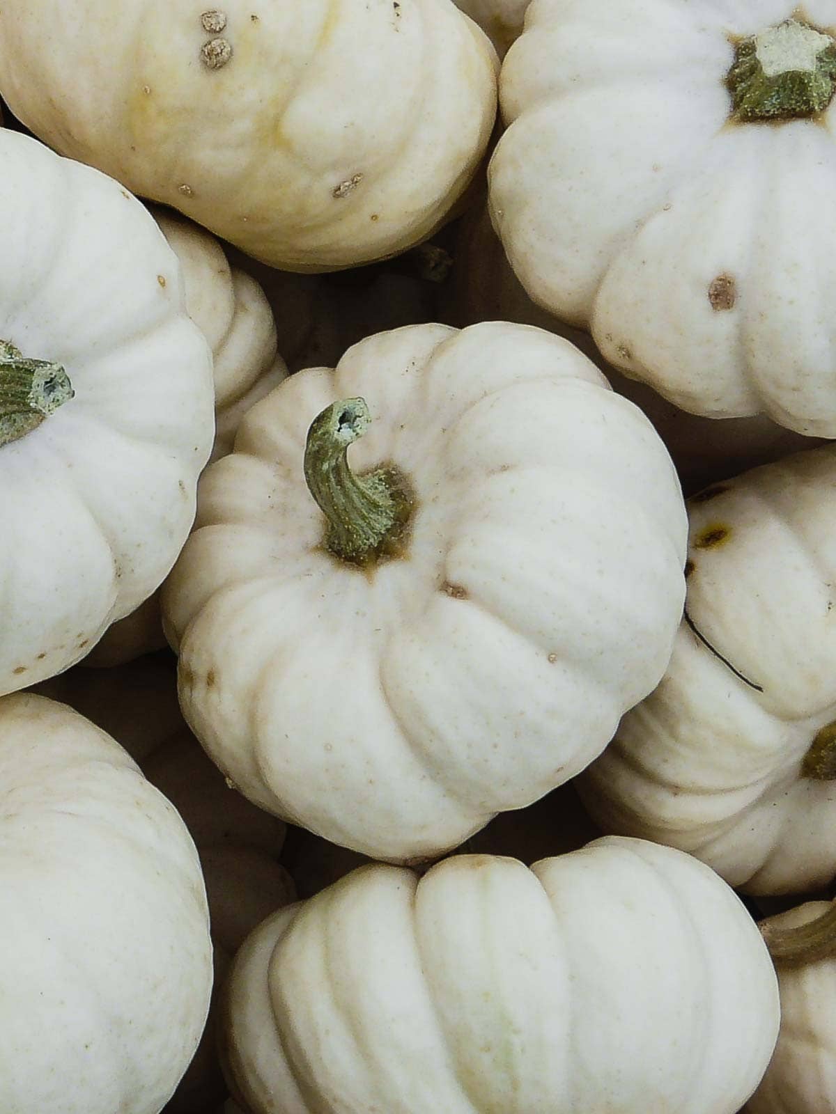 White Vegetables List PICTURES +