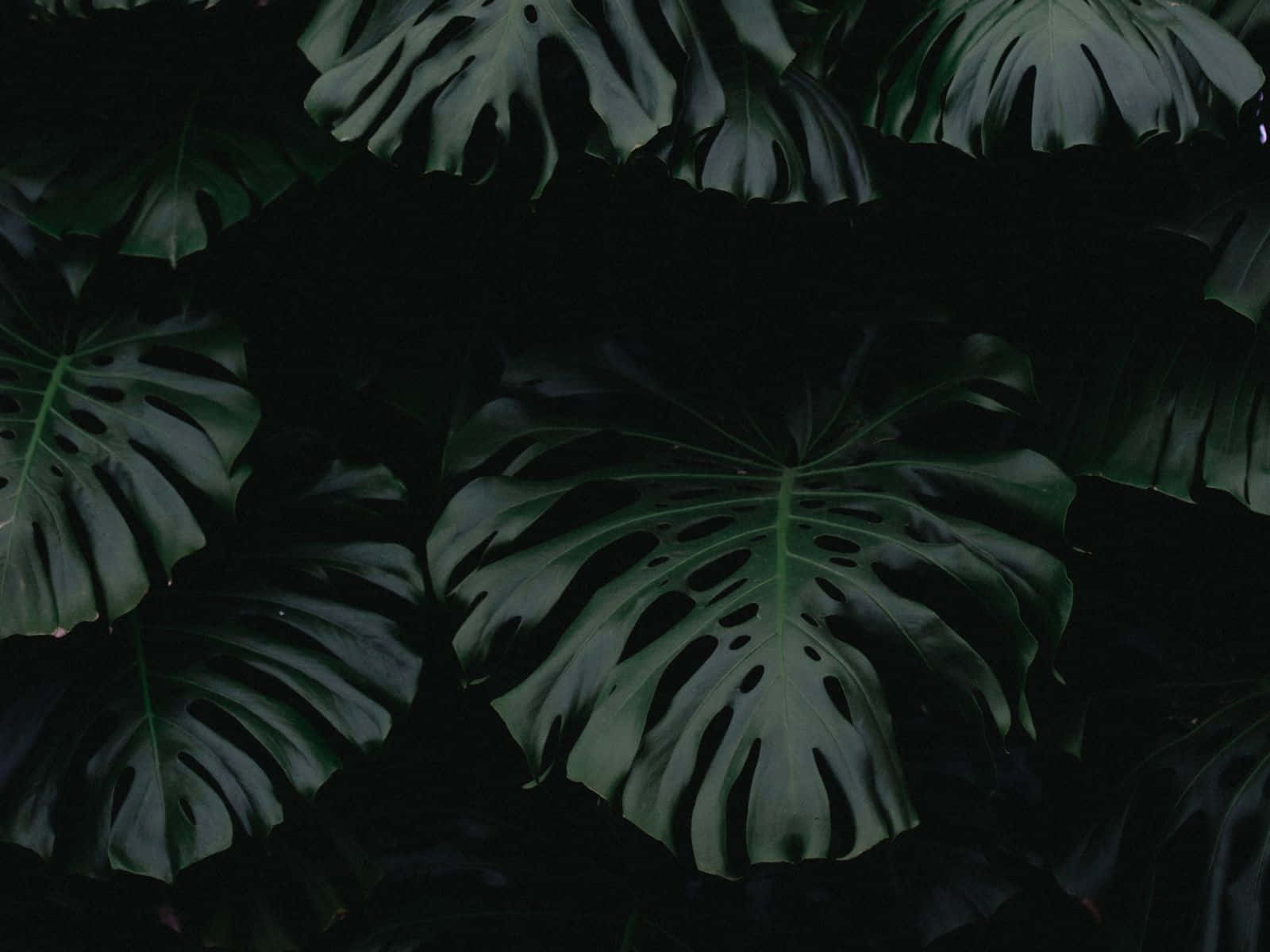Dark Green Aesthetic Background