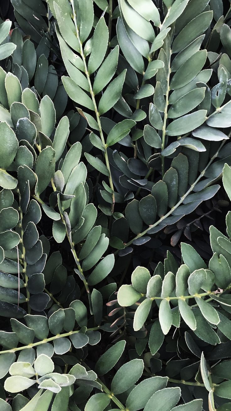 Sage Green Aesthetic Wallpaper