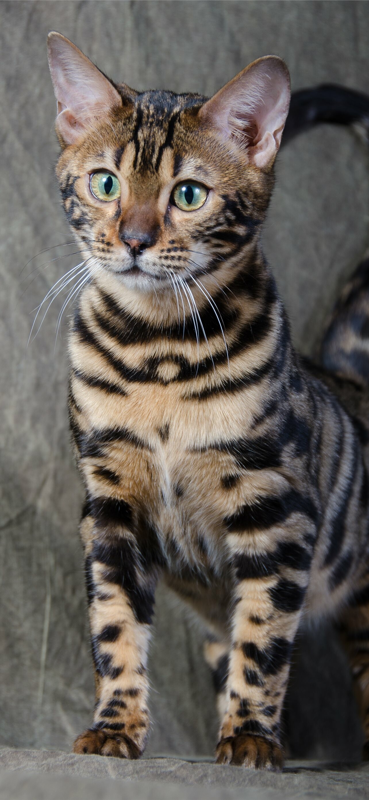 Bengal Cat Wallpaper