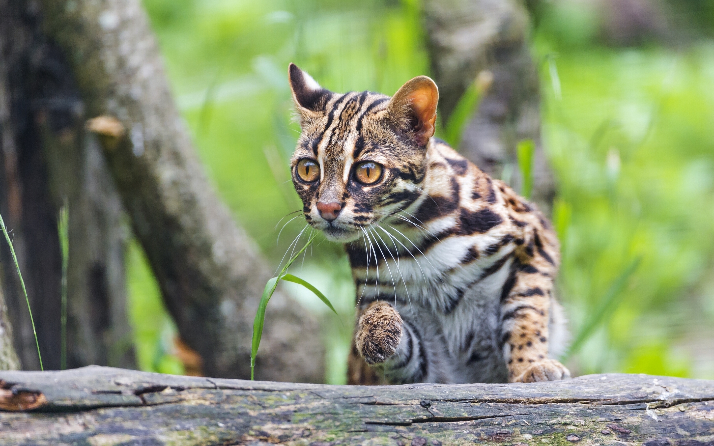 Leopard Cat Cat Animal Wildcat HD Wallpaper