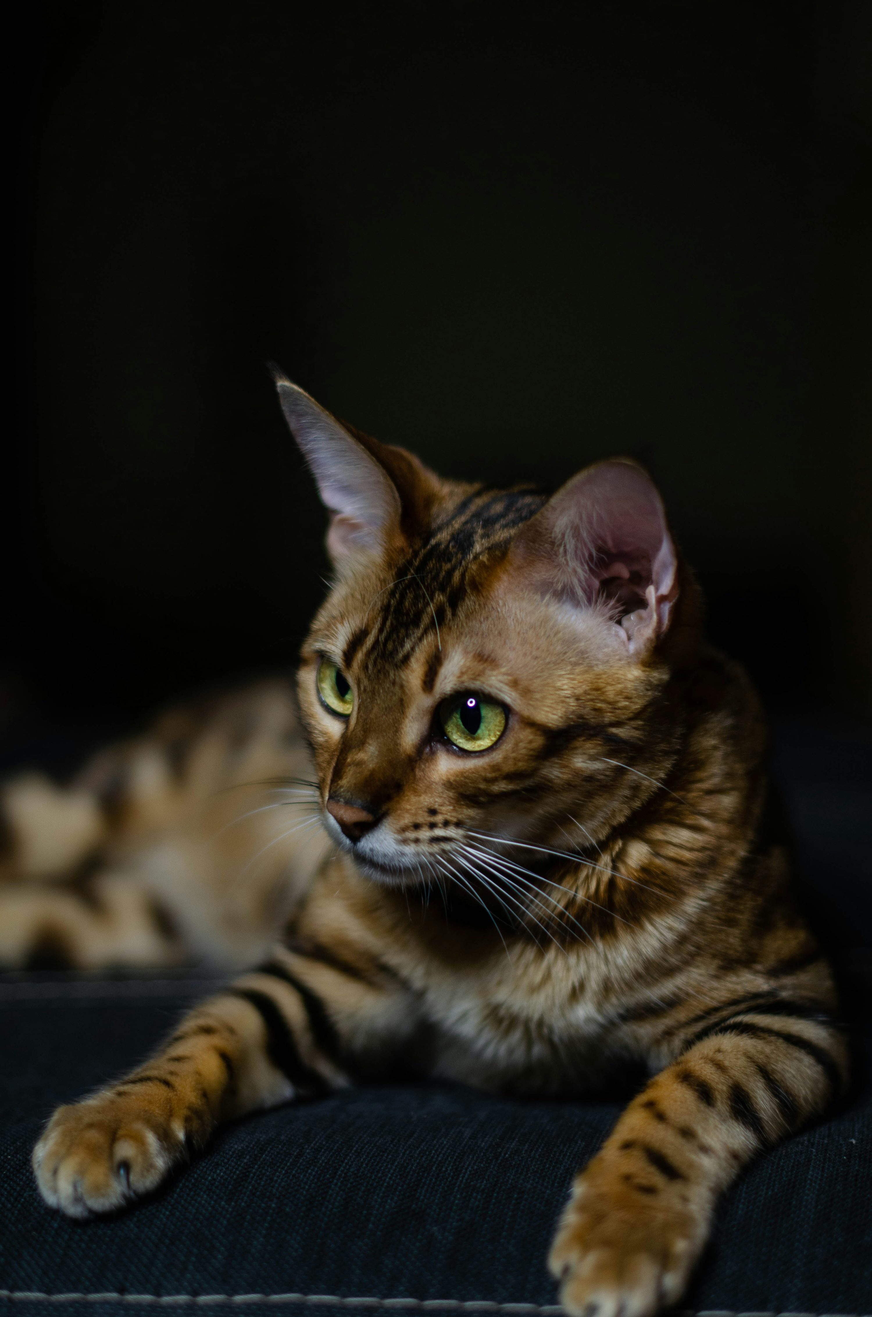 50,Bengal Cat Picture. Download