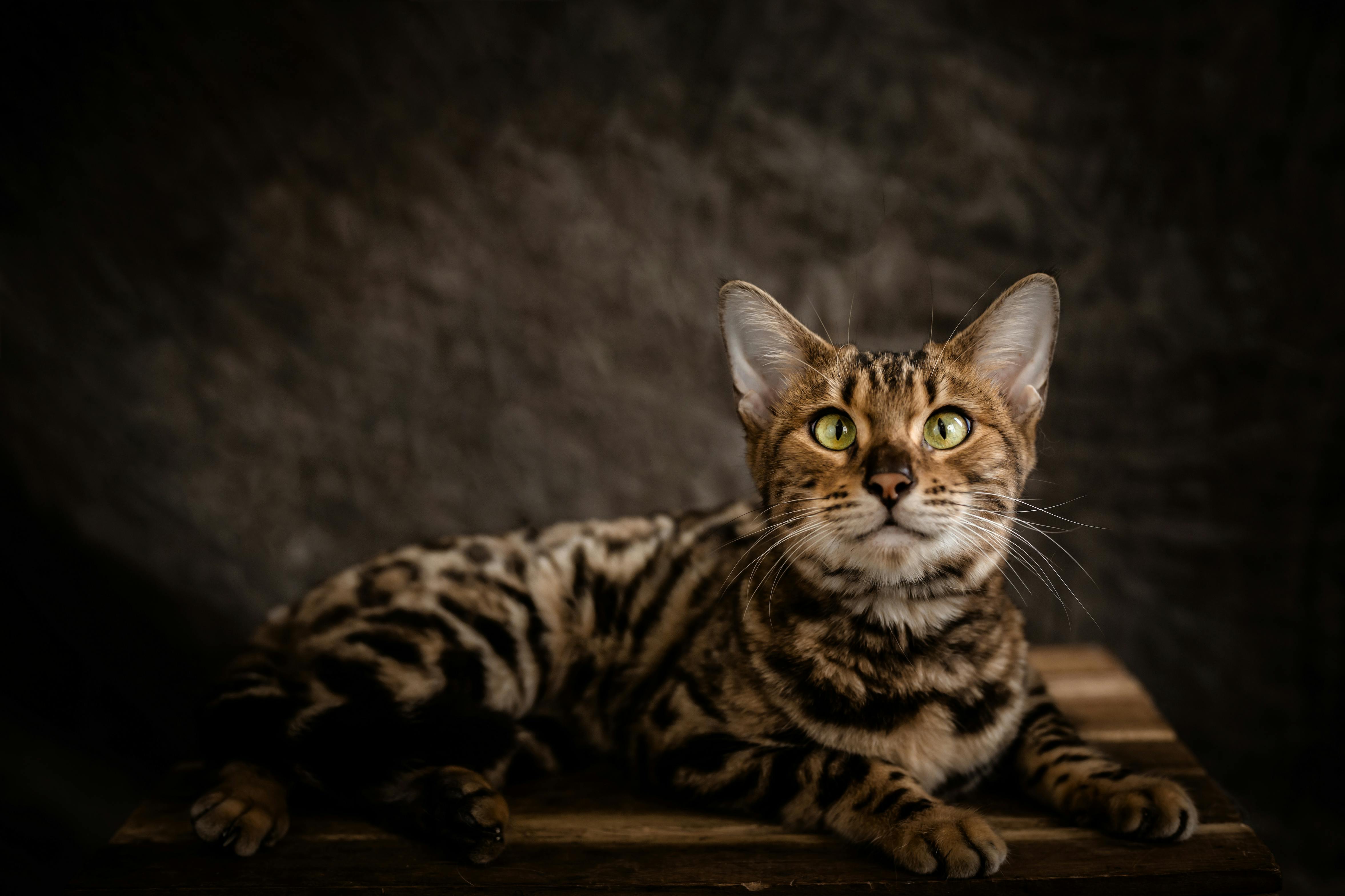 Photo of a Bengal Cat · Free