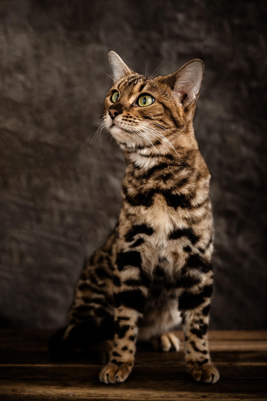 Bengal Cat Pet