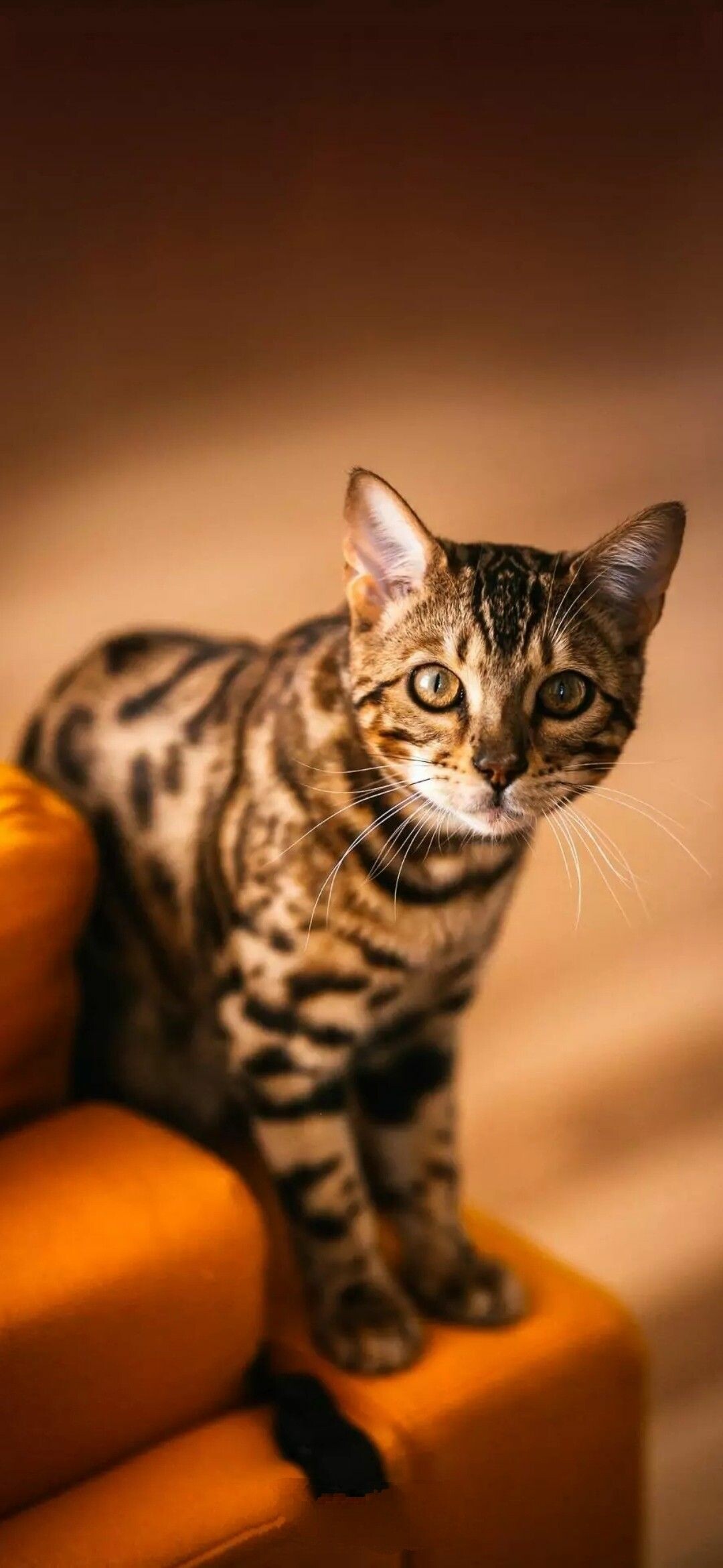 Bengal Cat Wallpaper