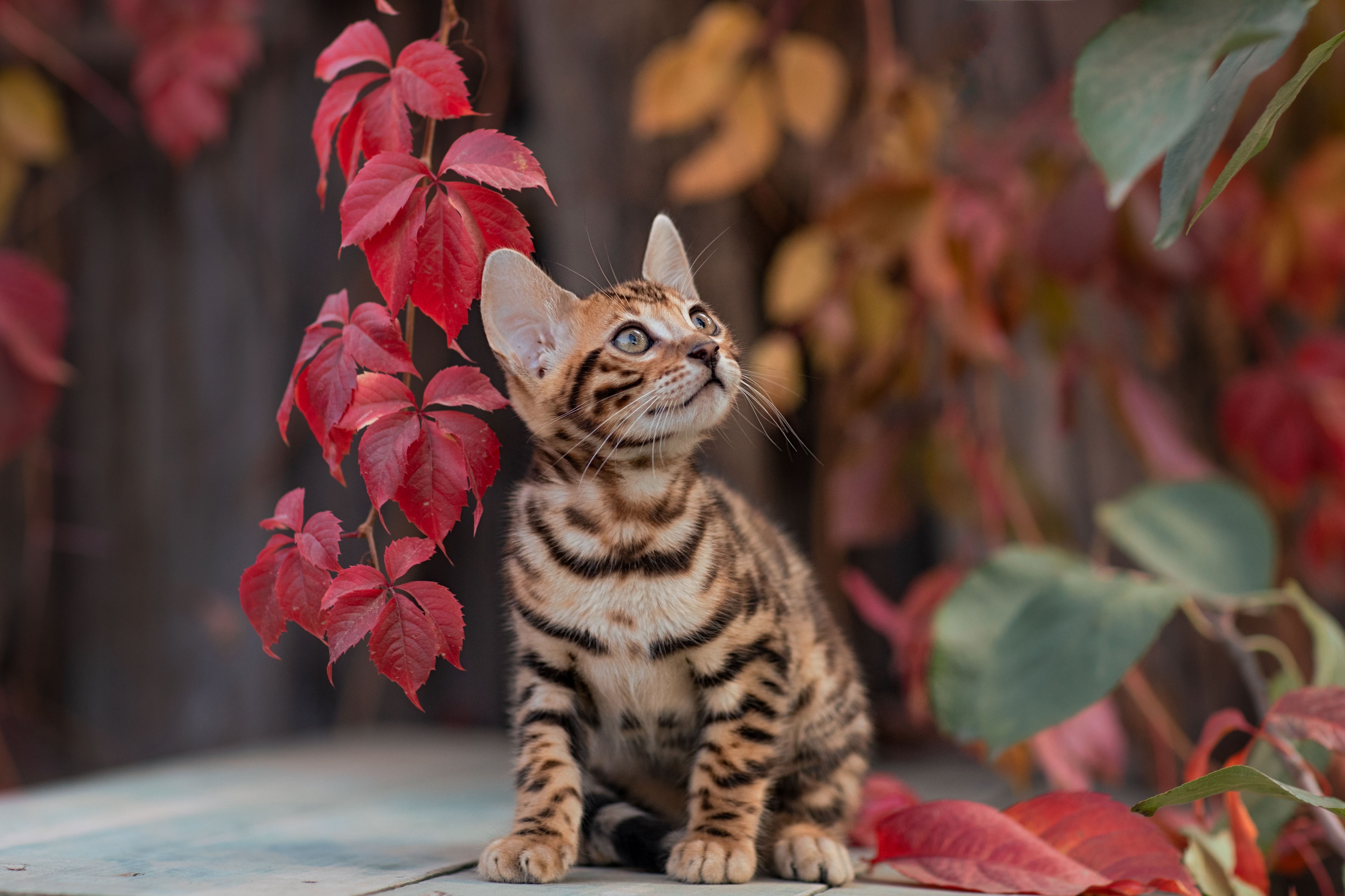 Download Baby Animal Cat Kitten Leaf