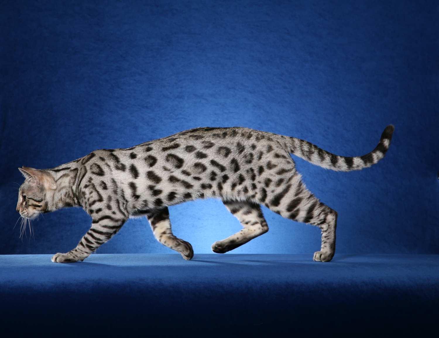 Bengal Cat