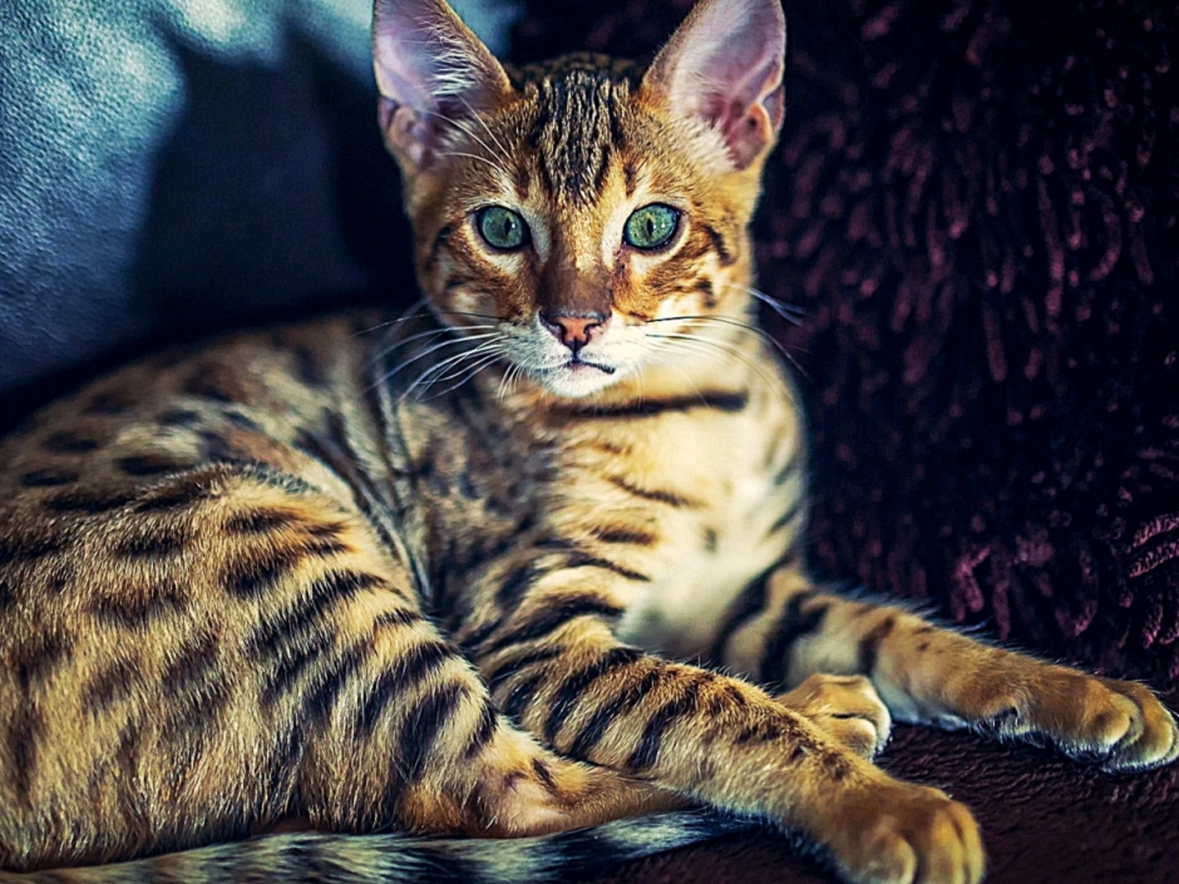 Prettiest Designer Cat Breeds
