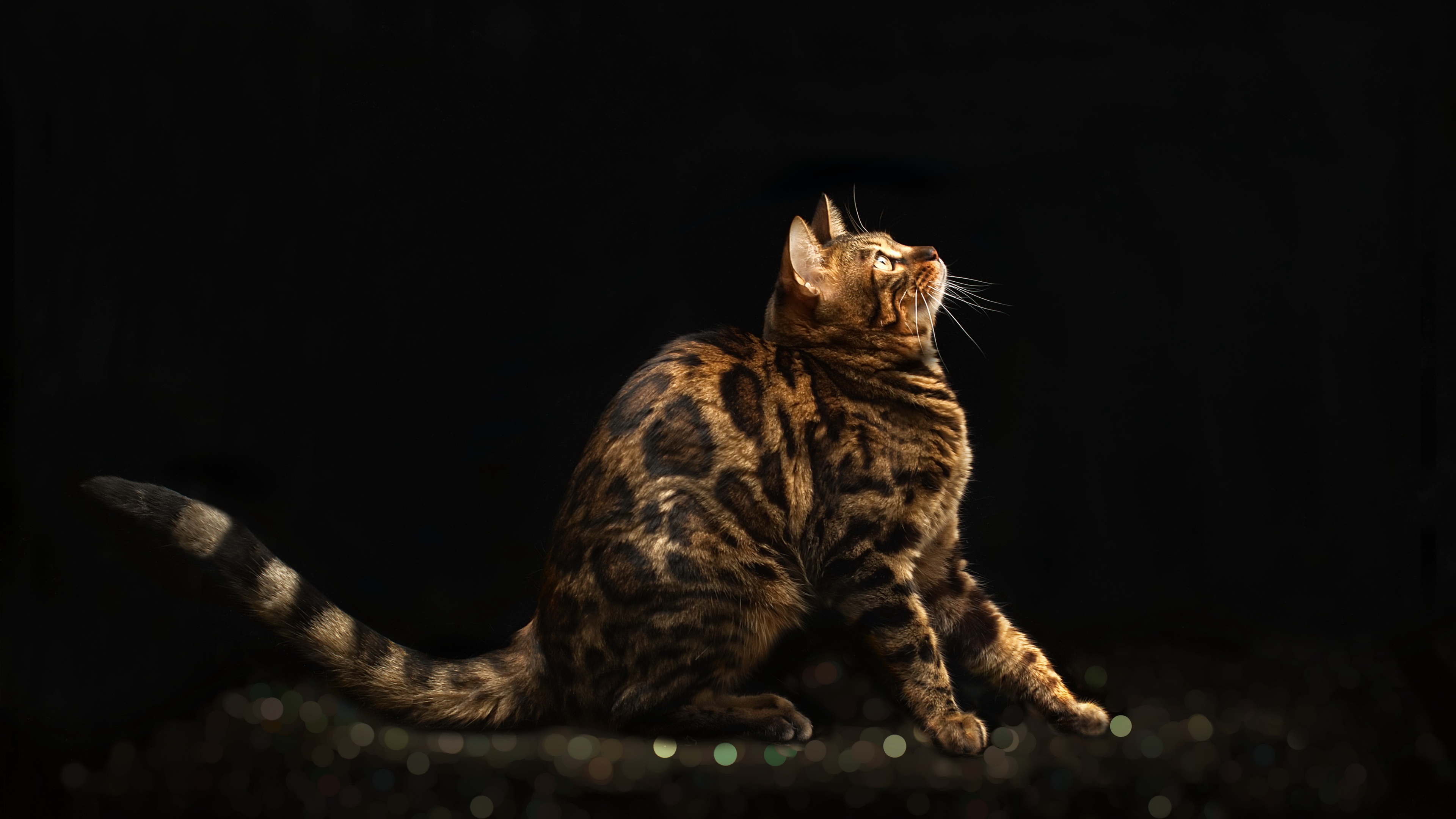 Cat Animal Bengal Cat 4k Ultra HD Wallpaper