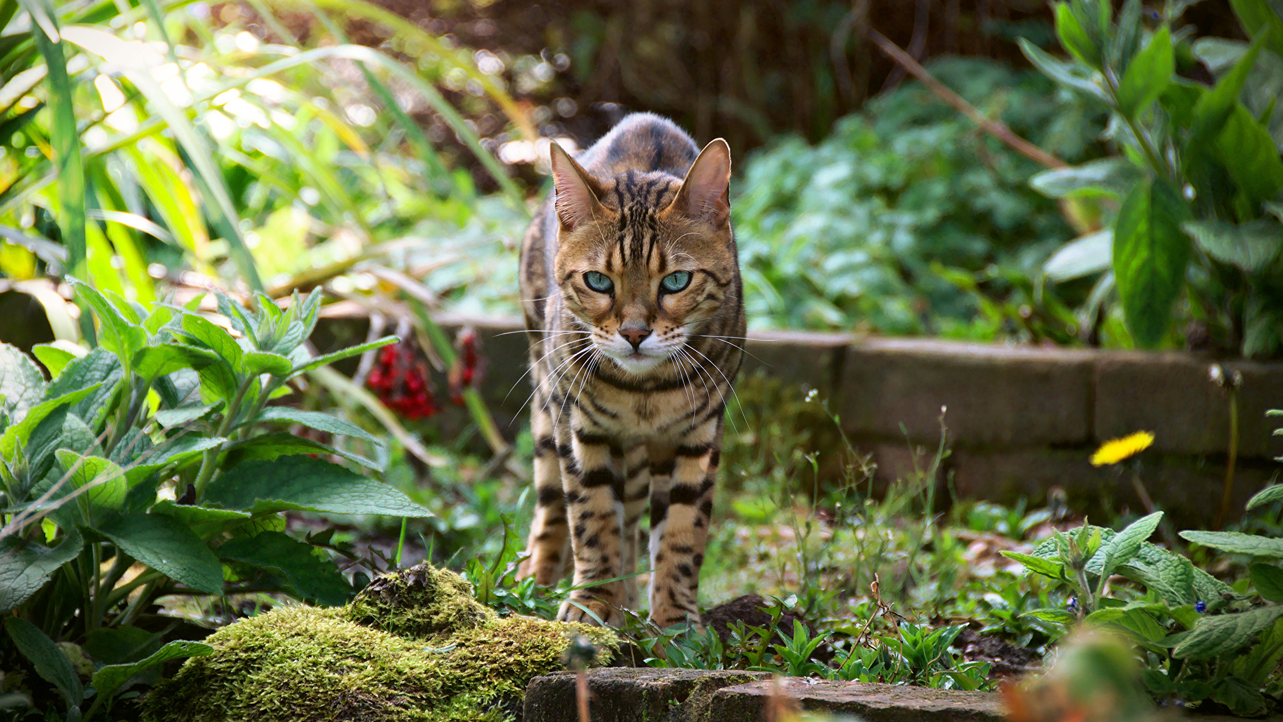 Picture Bengal cat cat Animals 2560x1440