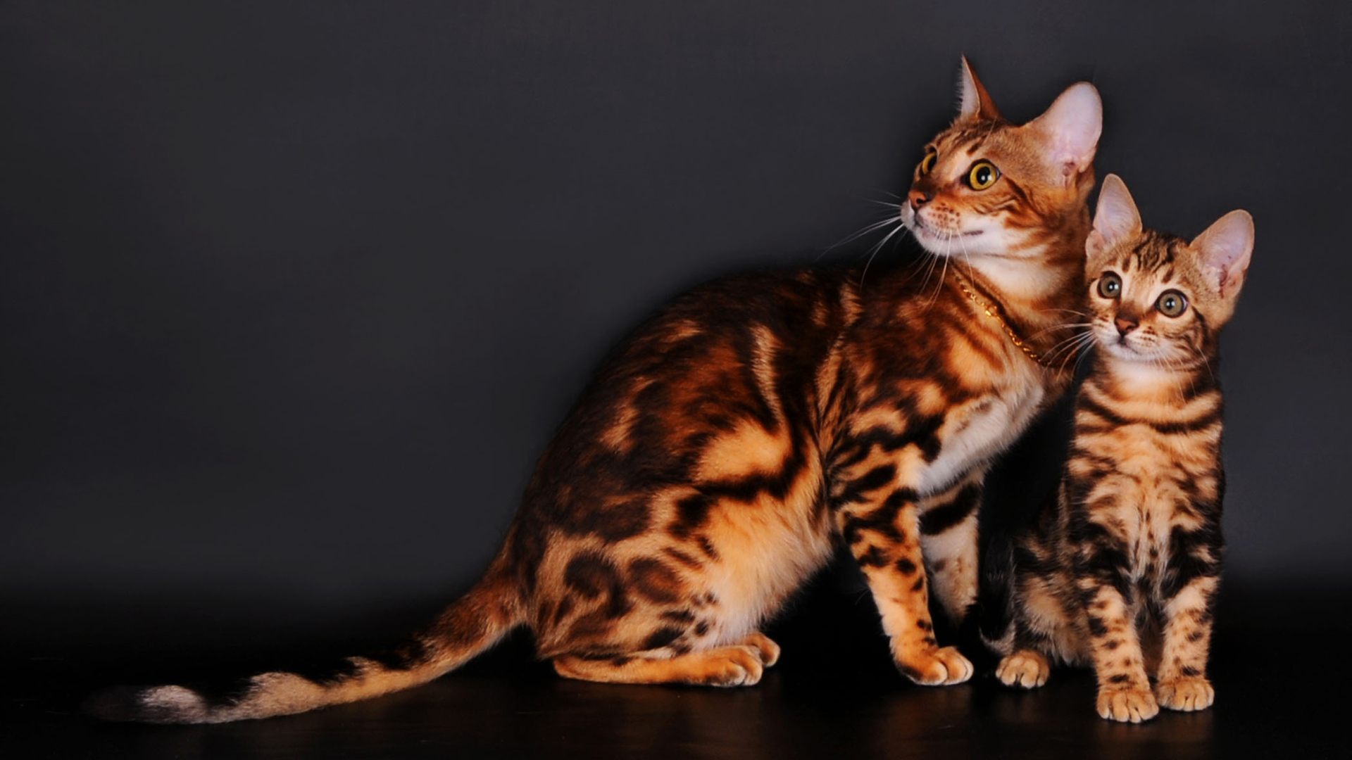 Bengal cats on a gray background