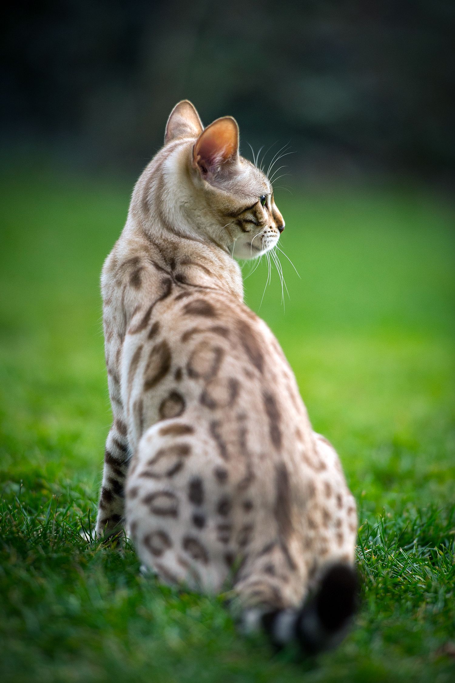 Snow Bengal Cats
