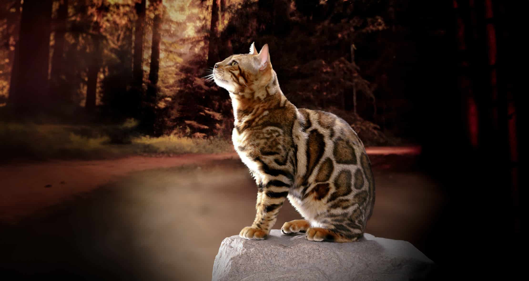 Bengal Cat Gallery