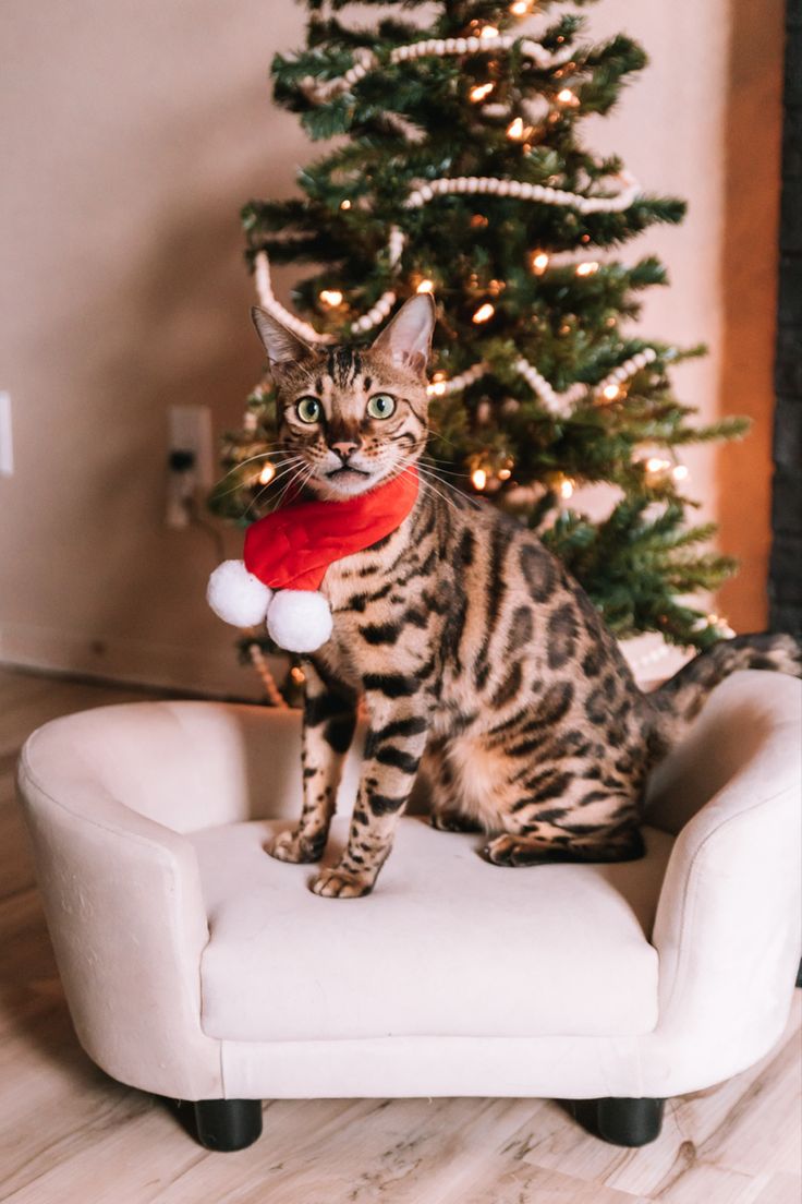 bengal cat pet kitten leopard coat