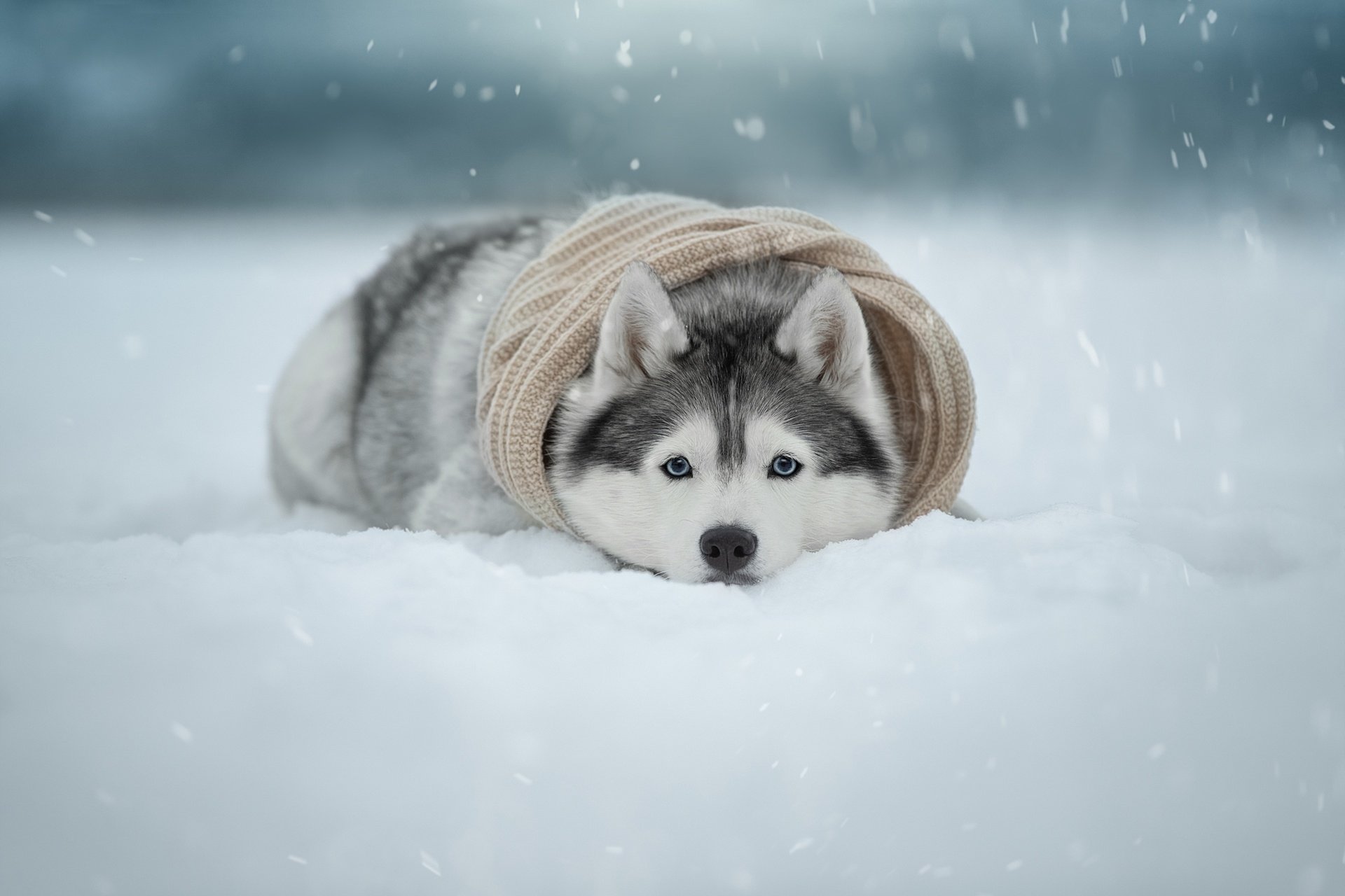 Snowfall Snow Dog Animal Husky HD Wallpaper
