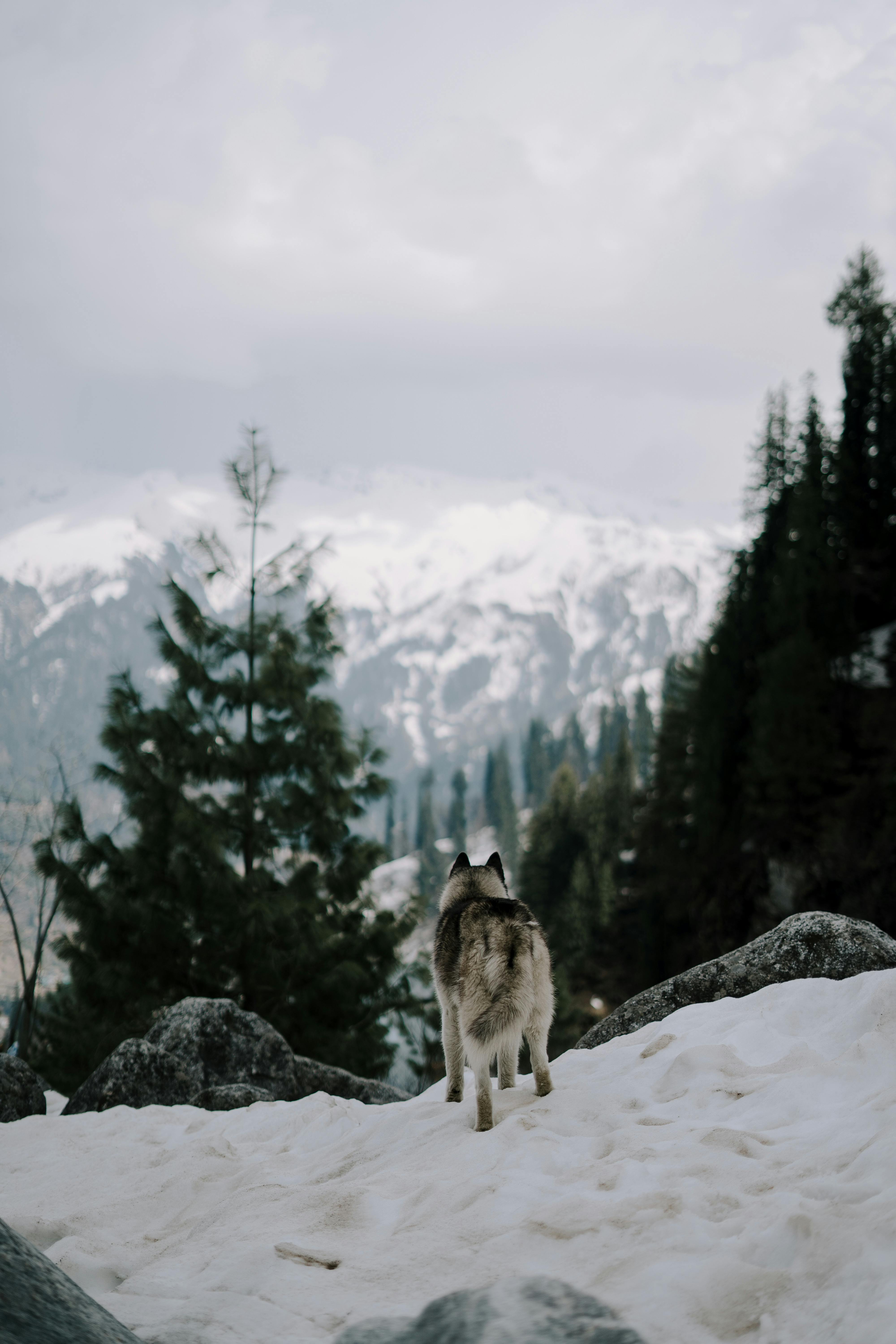 Husky Dog in Snowy Mountains · Free