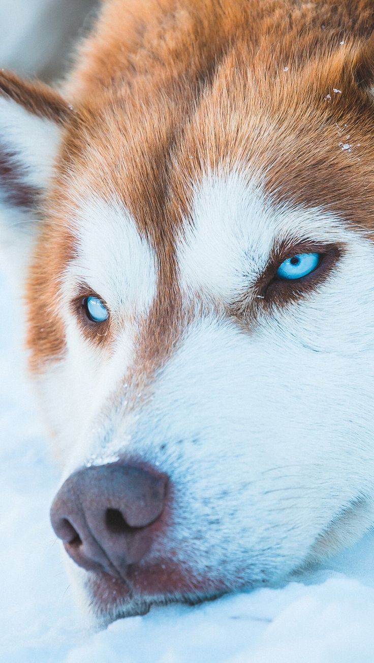 Siberian Husky in the snow 4k Ultra HD