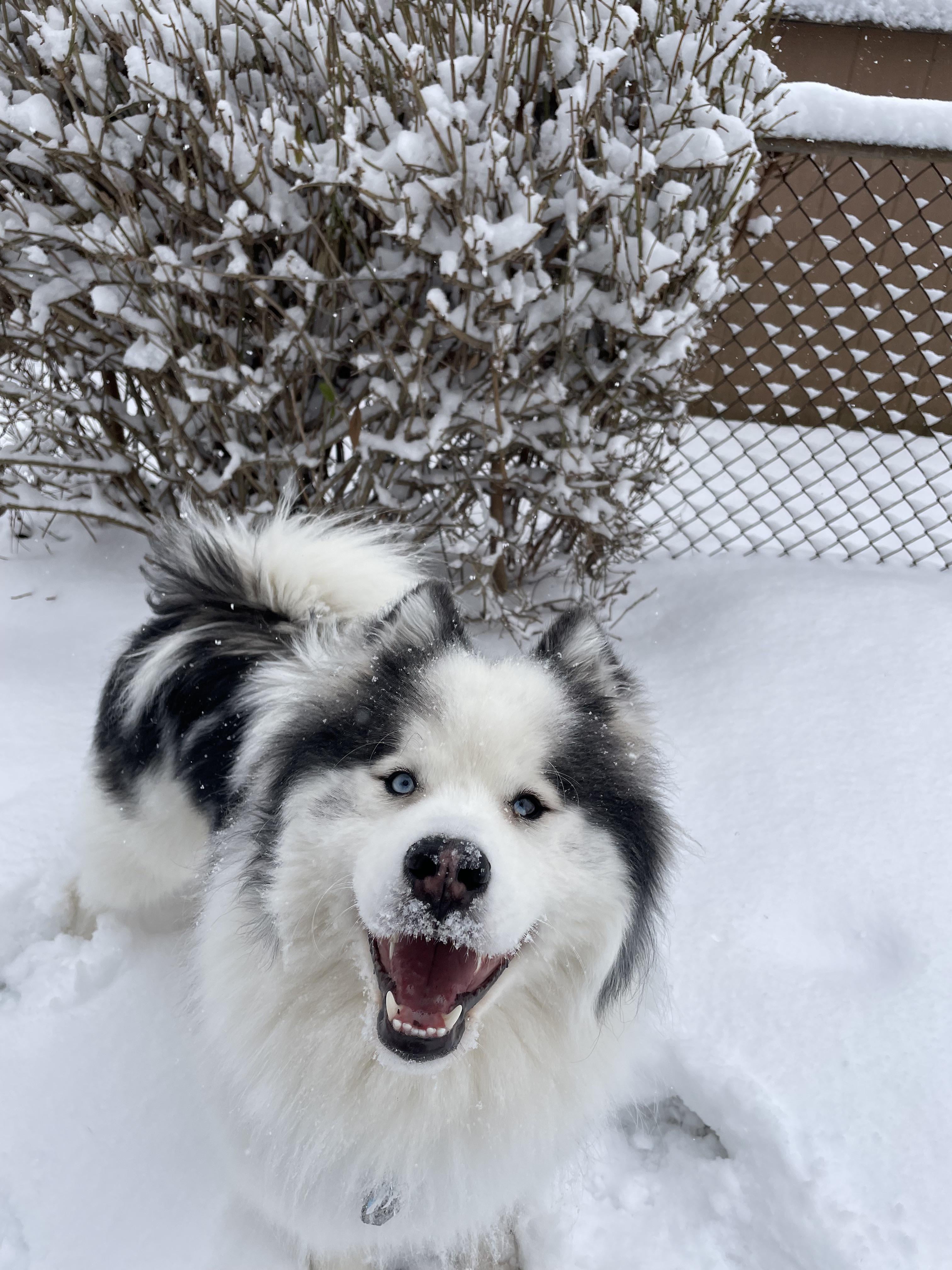 heat wave with some snowy husky pics