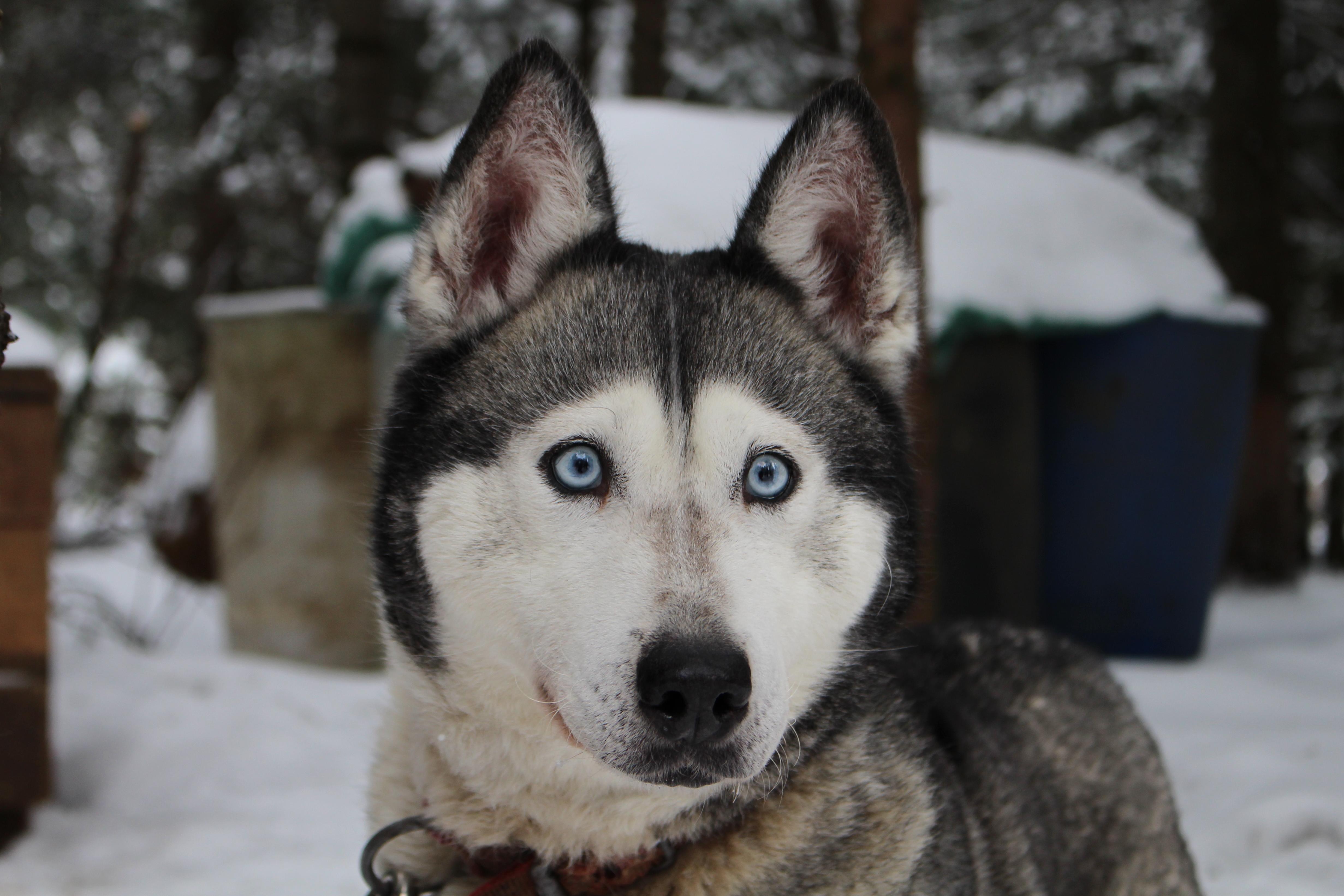 dog, canine, winter, husky, siberian