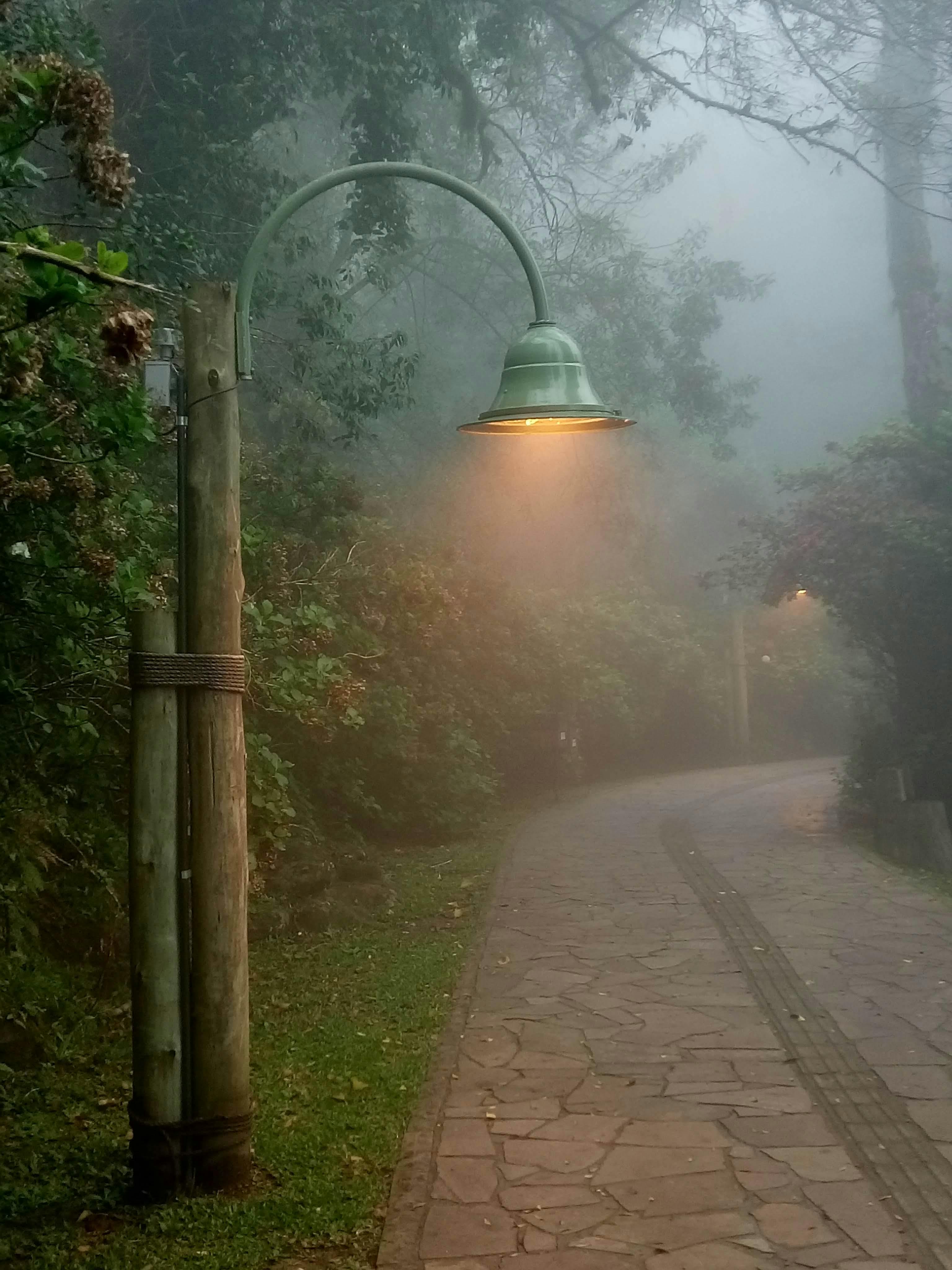 Empty street with lamp in foggy park · Free