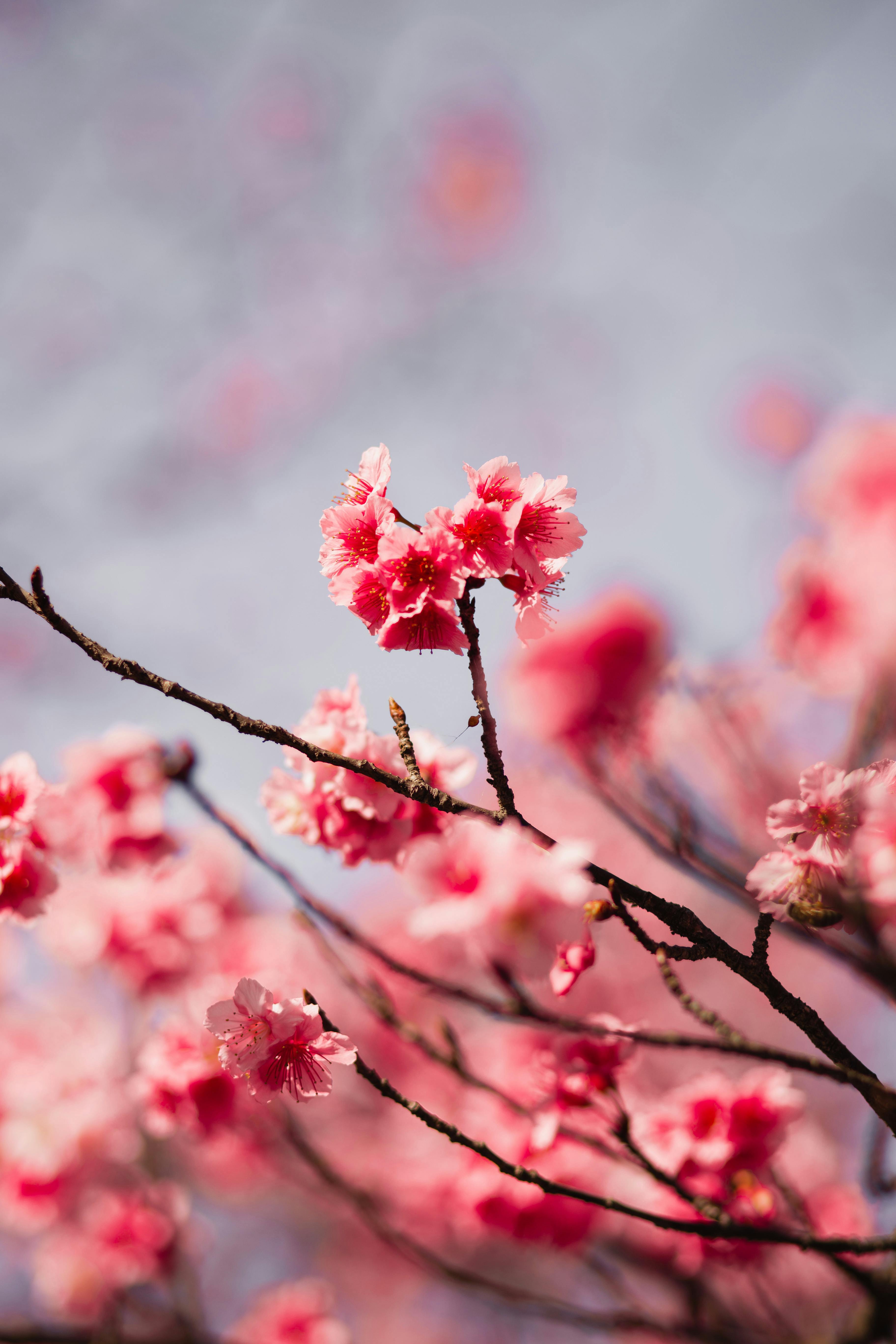 Selective Focus Photography Of Pink