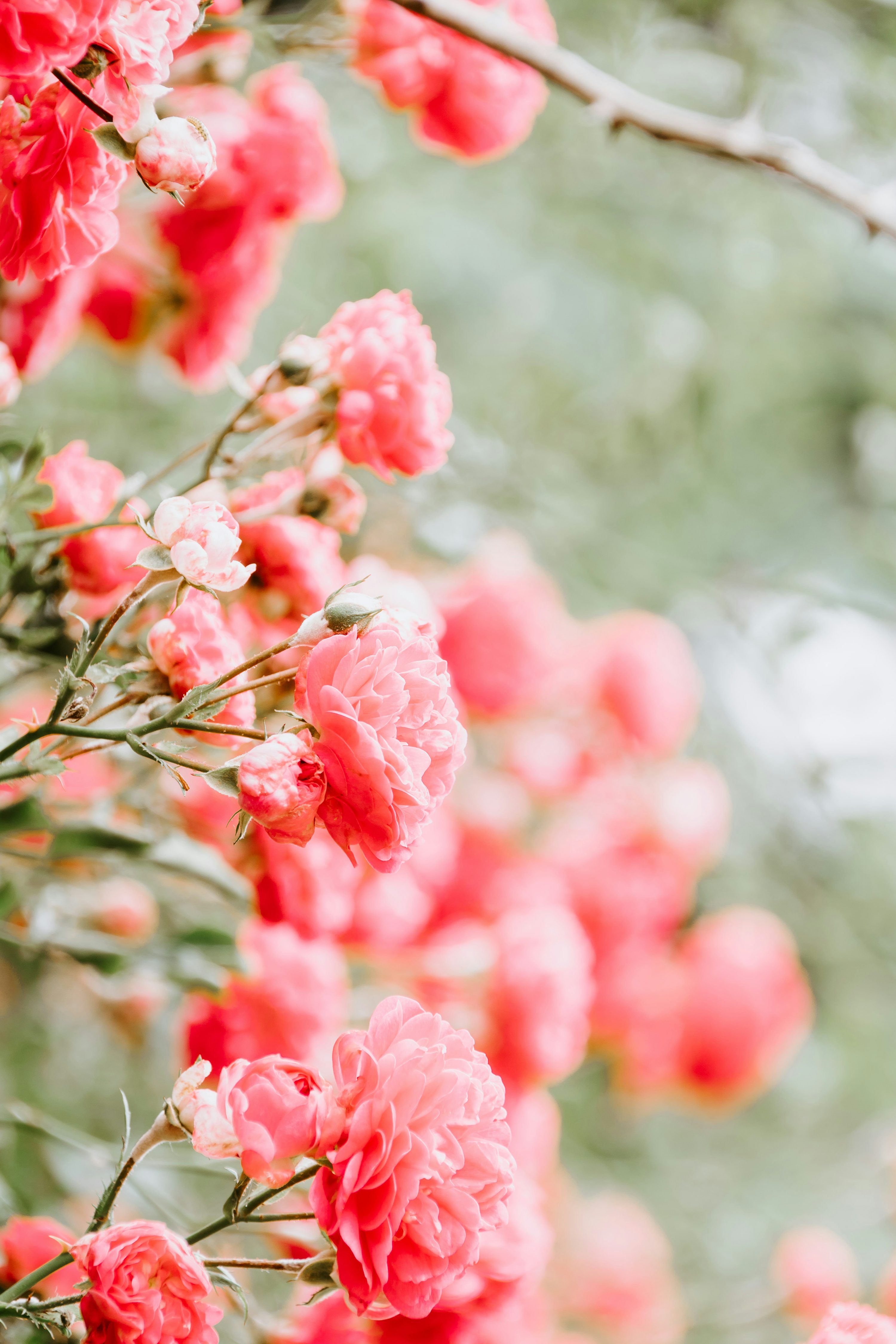Red flowers photo