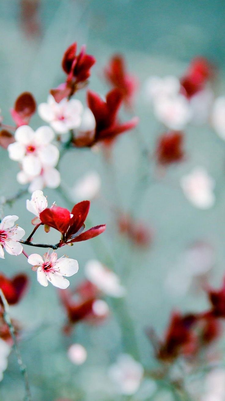 Beautiful Spring Wallpaper for iPhone