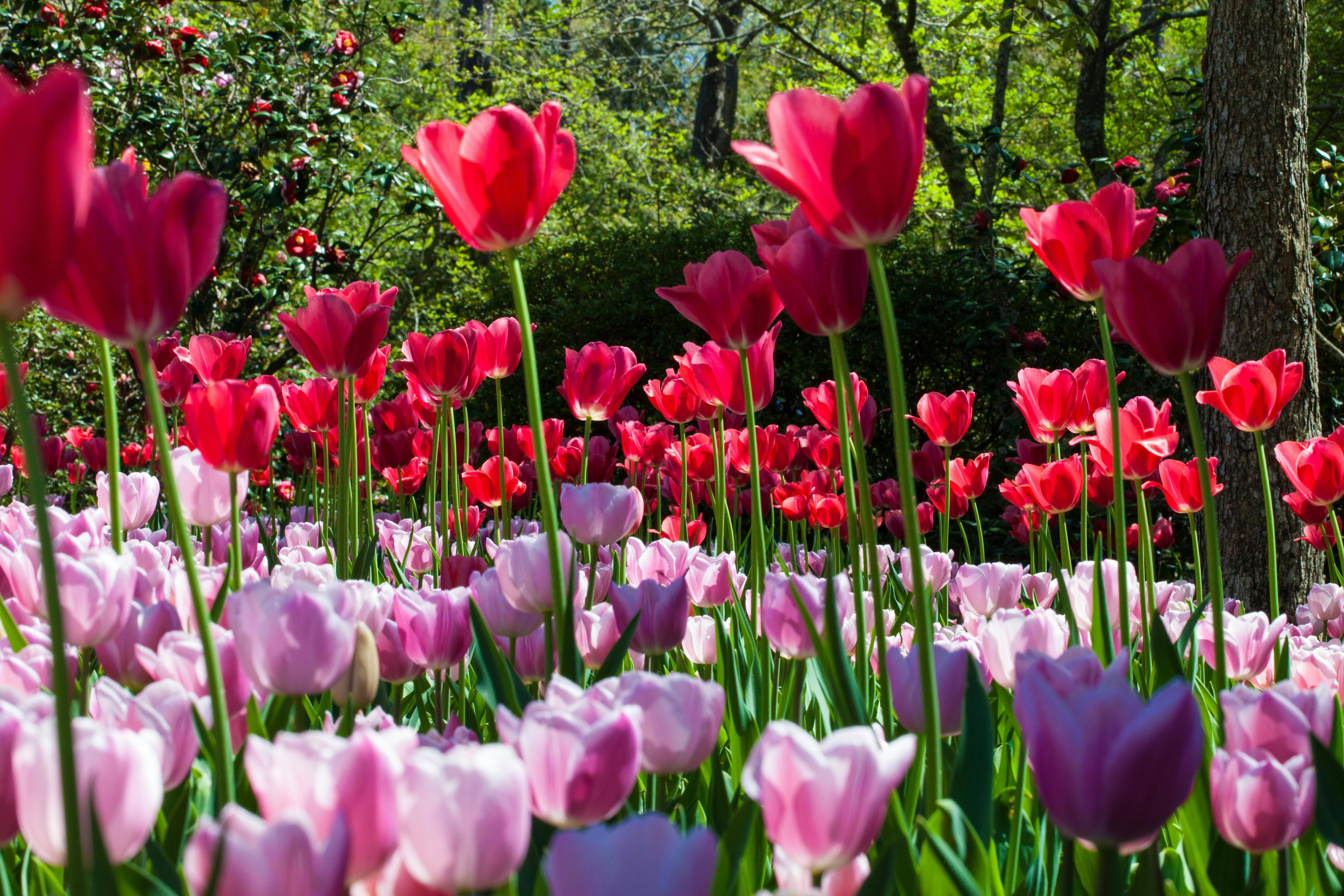 Red Tulip Flower Field · Free