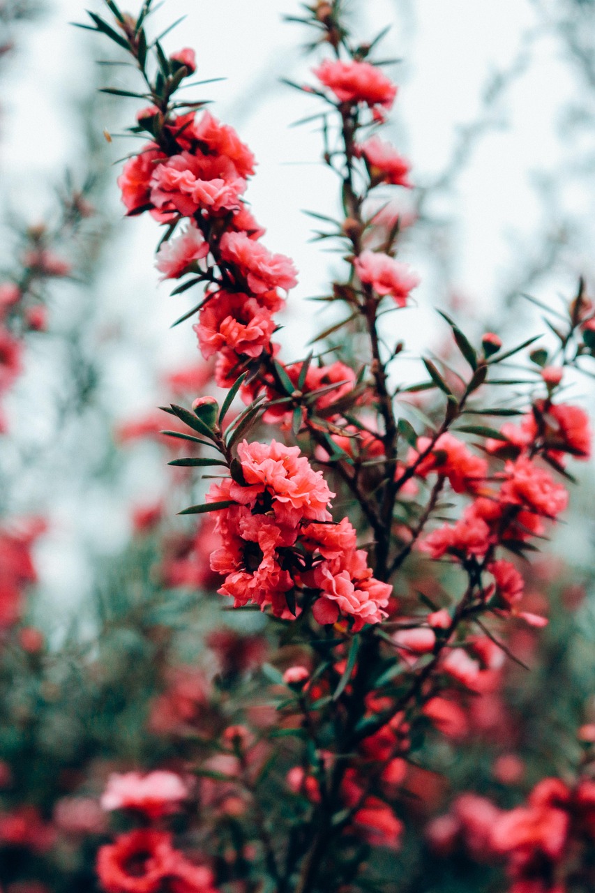 Flowers Hot Pink Bush