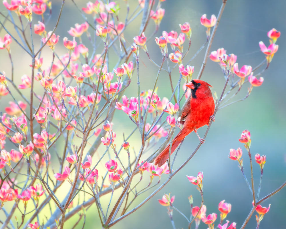 Birders Write Poetry