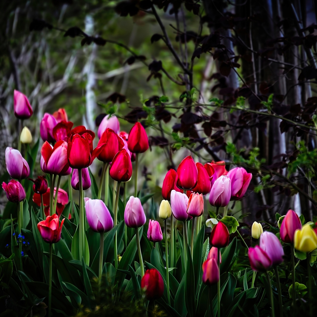 Tulip flowers Wallpaper 4K, Multicolor