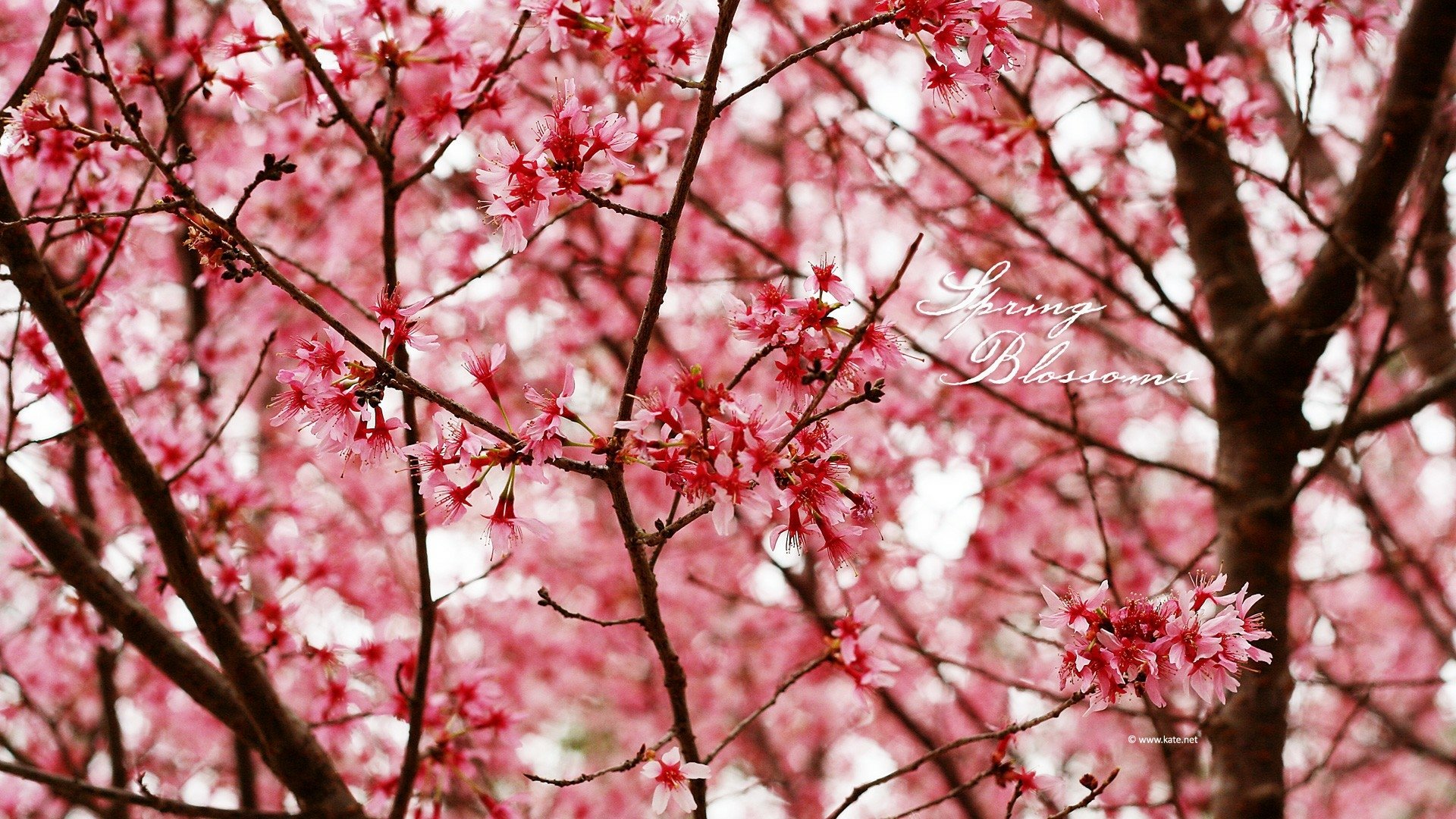 Download Pink Flower Branch Spring Nature Blossom HD Wallpaper