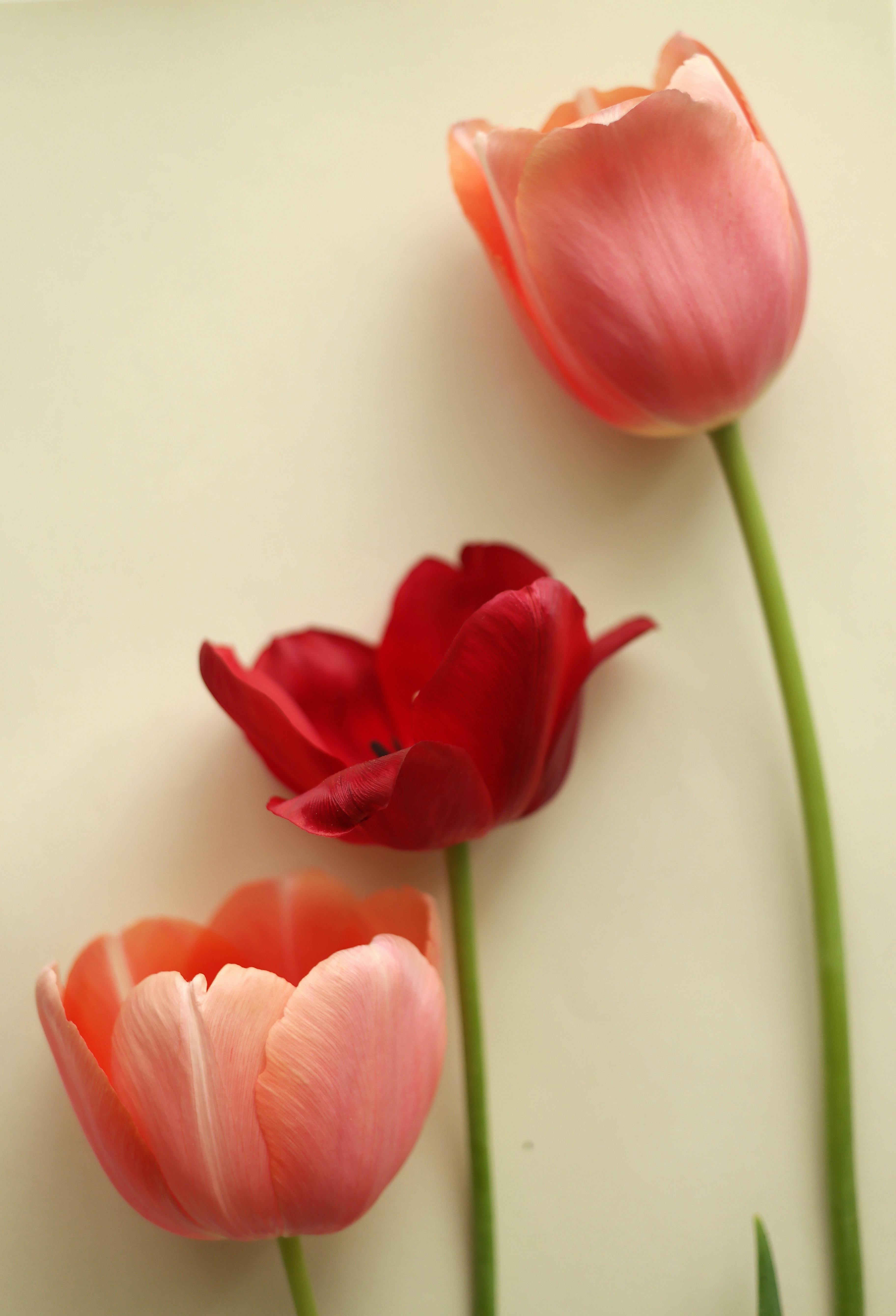 Pink And Red Spring Wallpapers - Wallpaper Cave