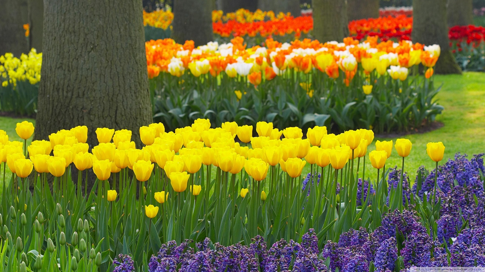 Spring Garden Keukenhof Gardens Lisse