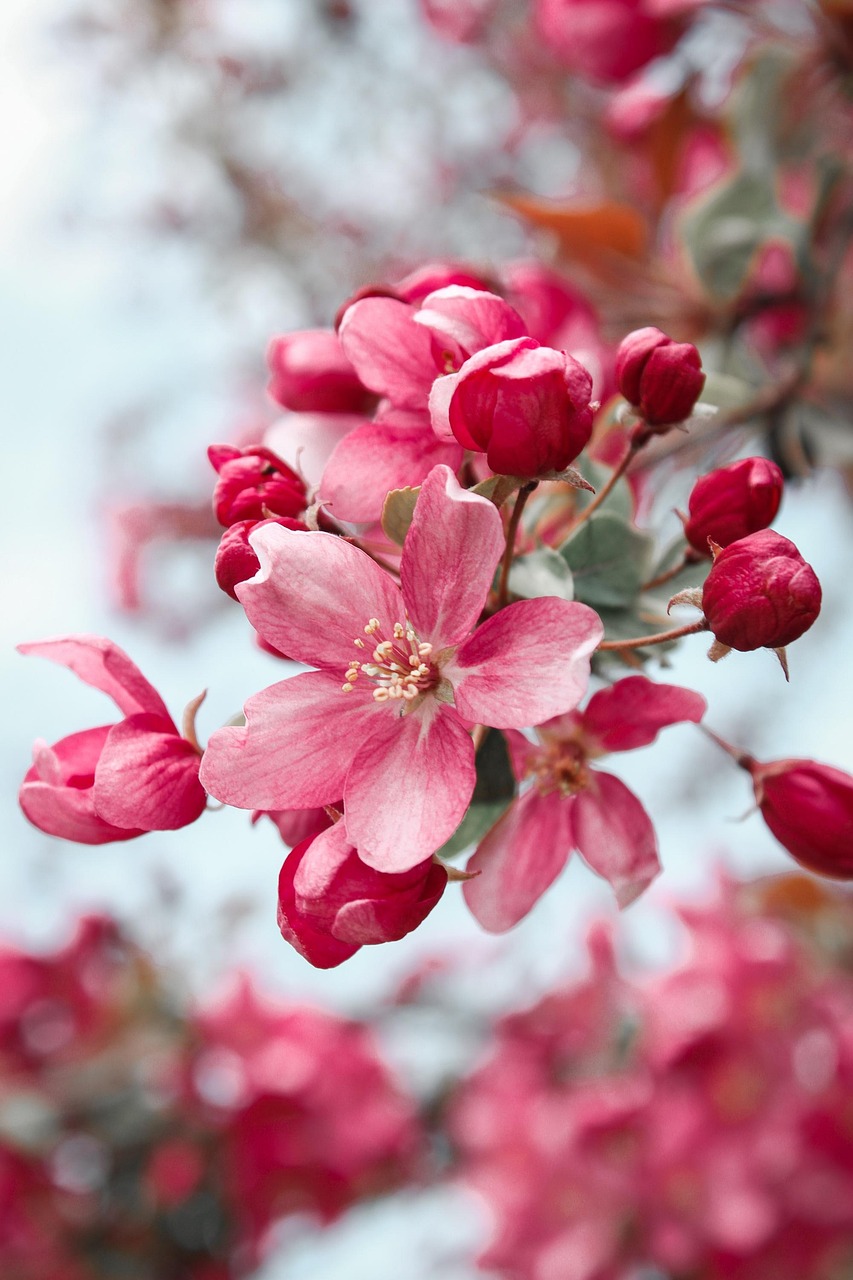 Spring Bloom Flowers