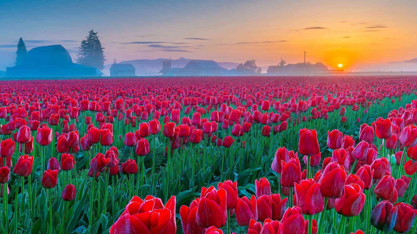 Largest Tulip Festival
