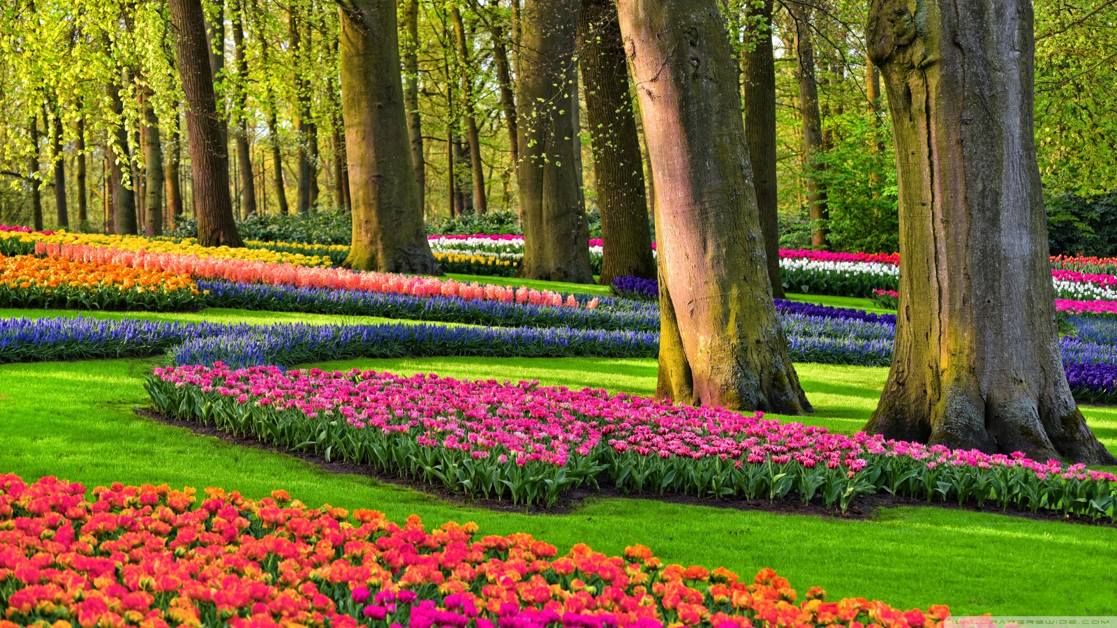 Colorful Spring Gardens, Holland