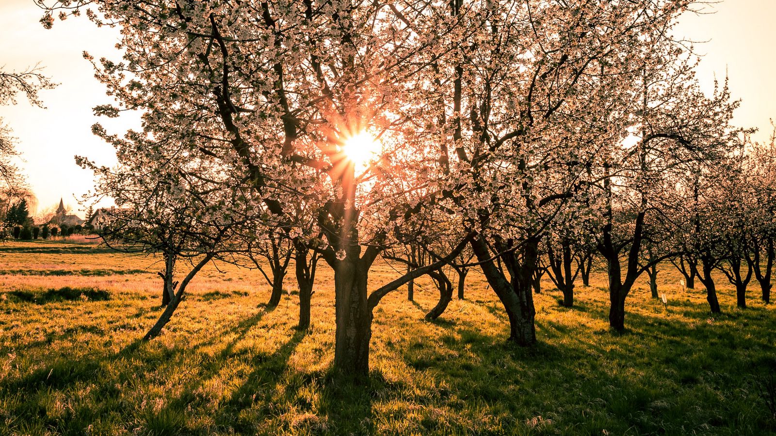 Download wallpaper 1600x900 garden