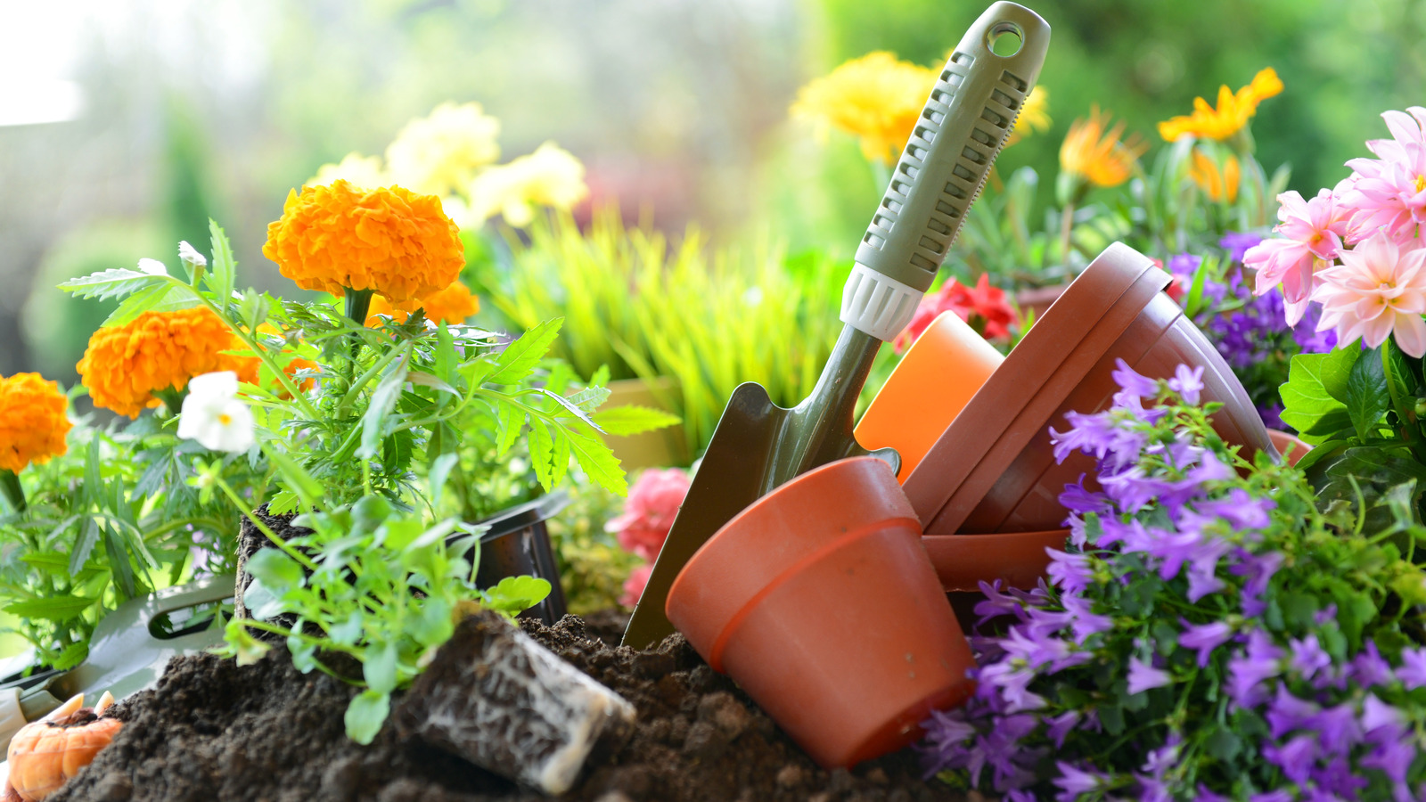 This Beautiful Early Blooming Flower Is
