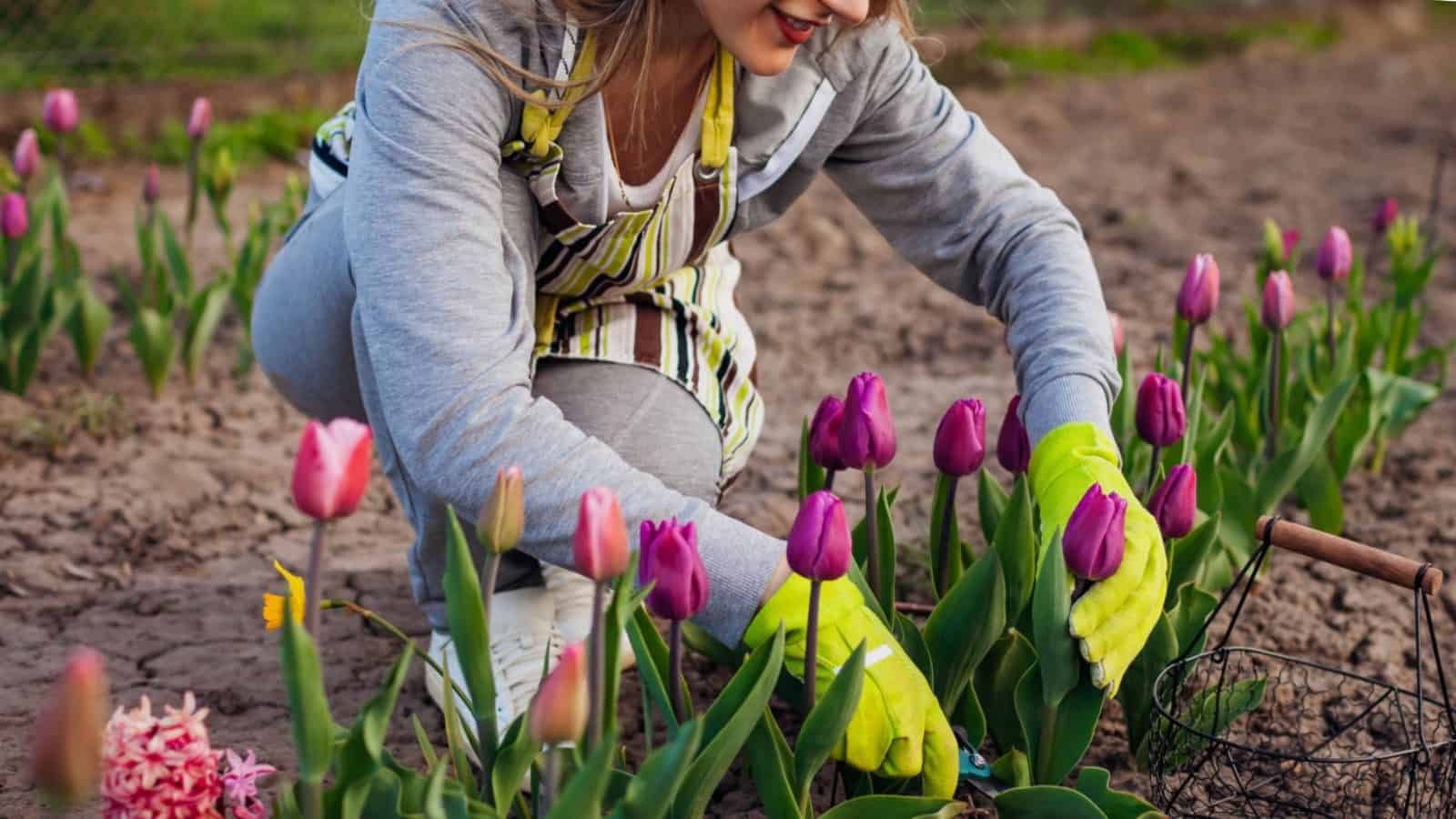 Spring Flowers to Plant in Your Home Garden