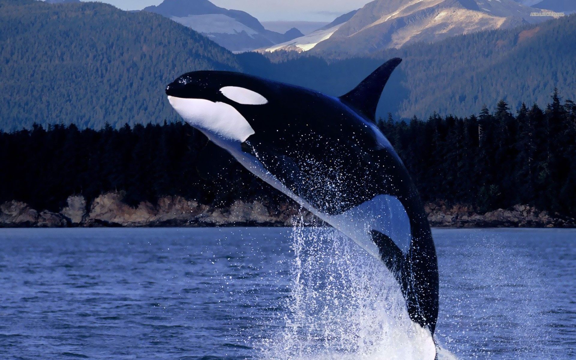 killer whales, orca, whale