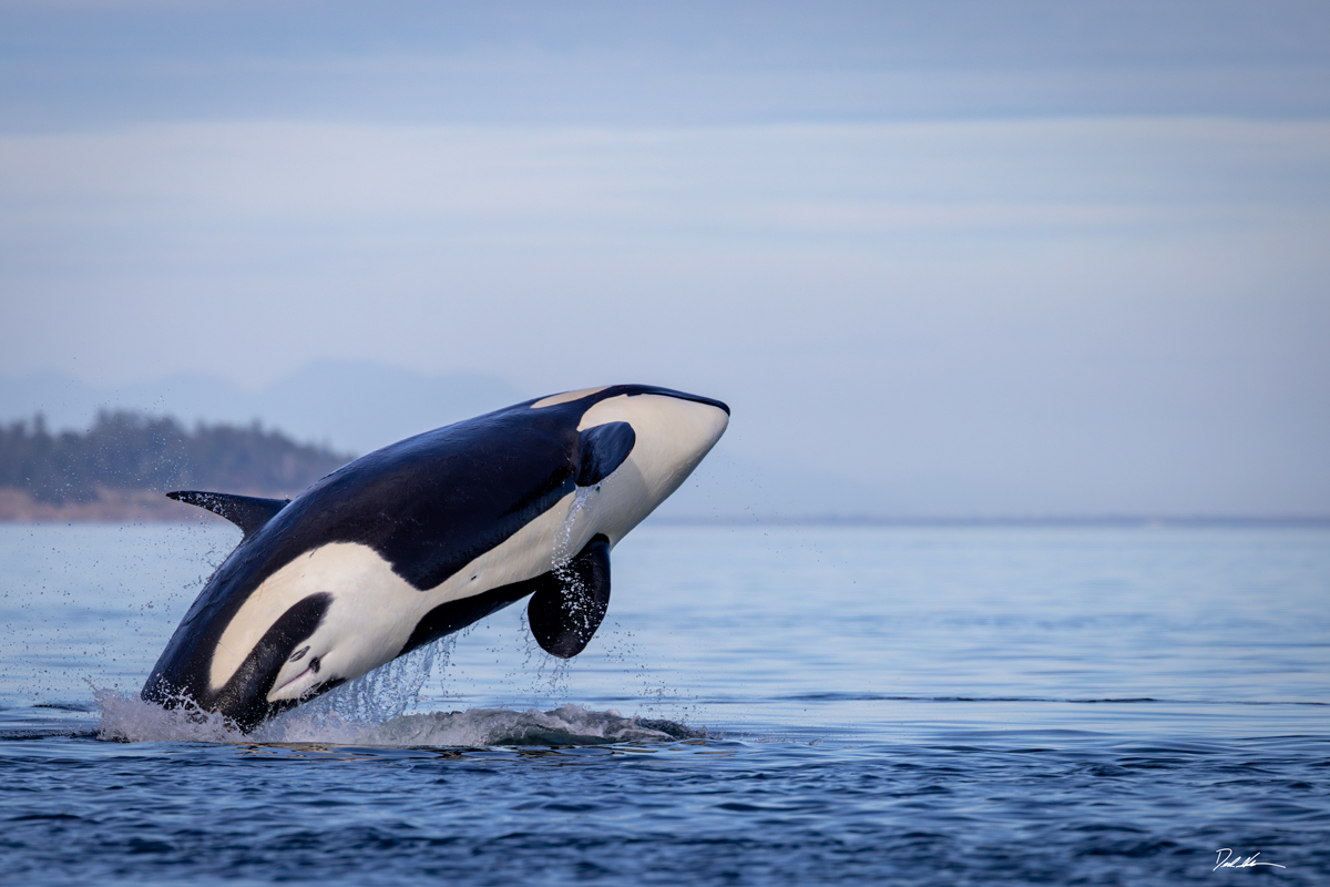 Killer Whale Photo. Orca Fine Art