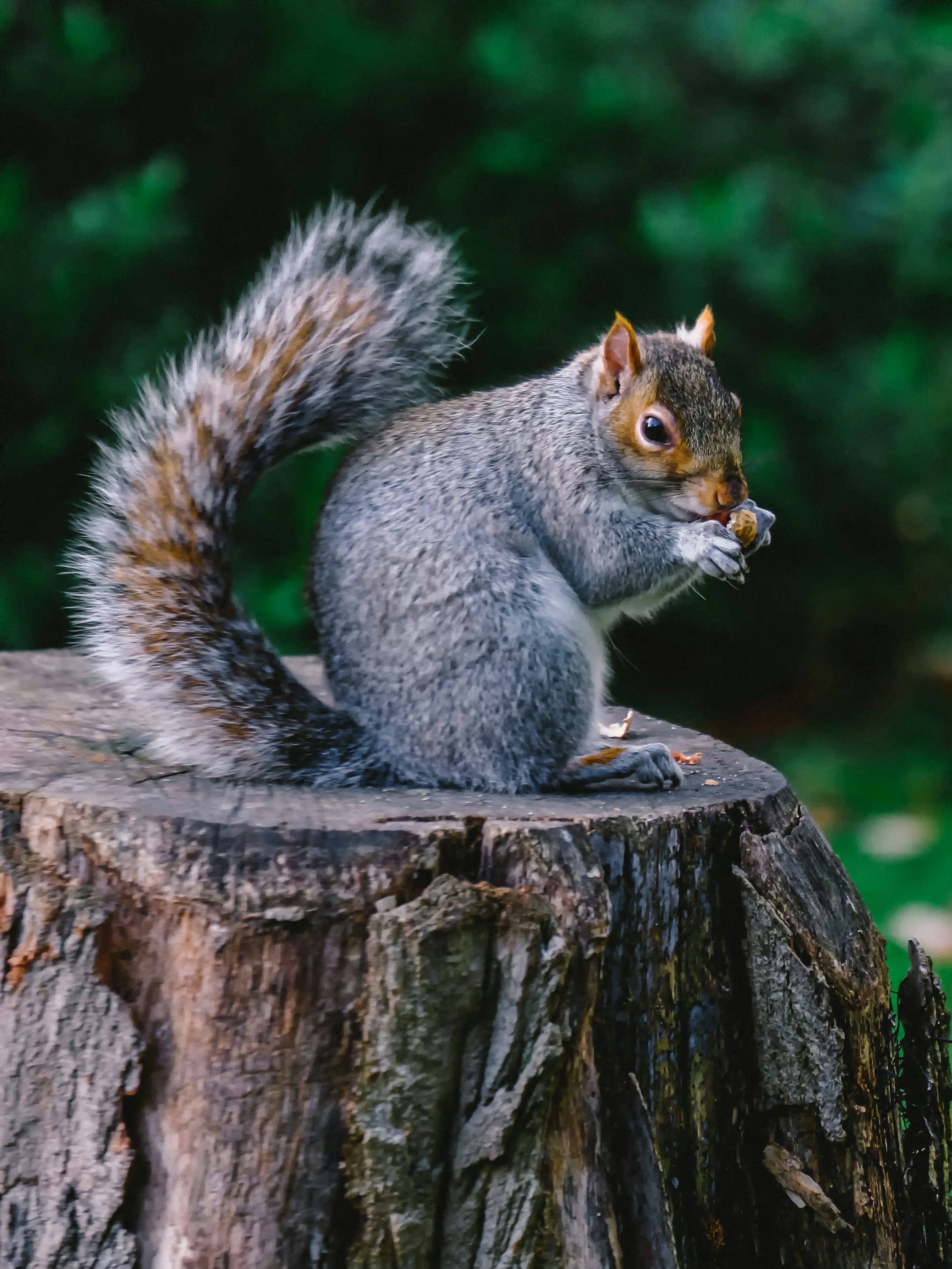 Squirrel Picture. Download Free