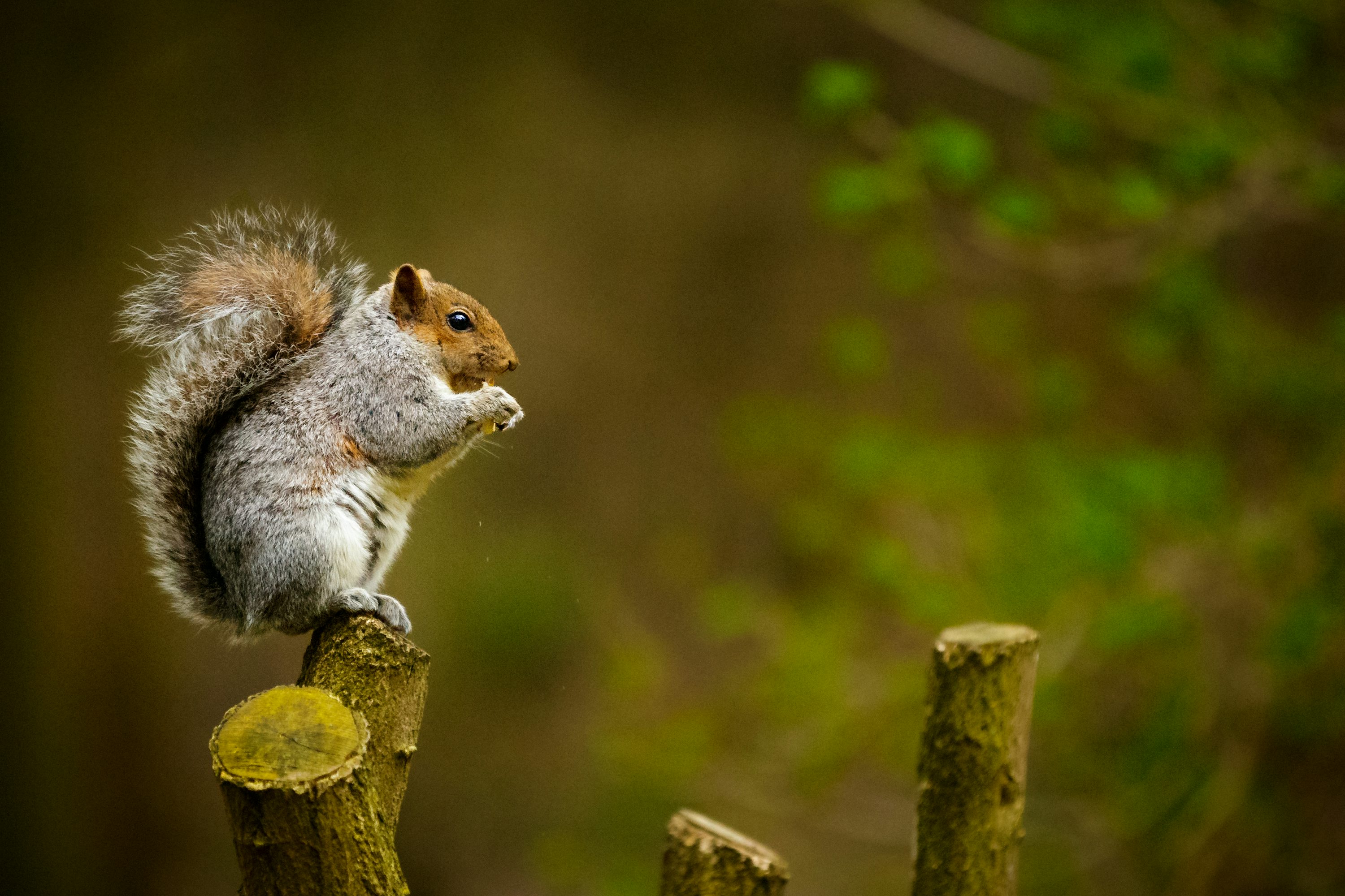 Squirrel on tree trunk photo