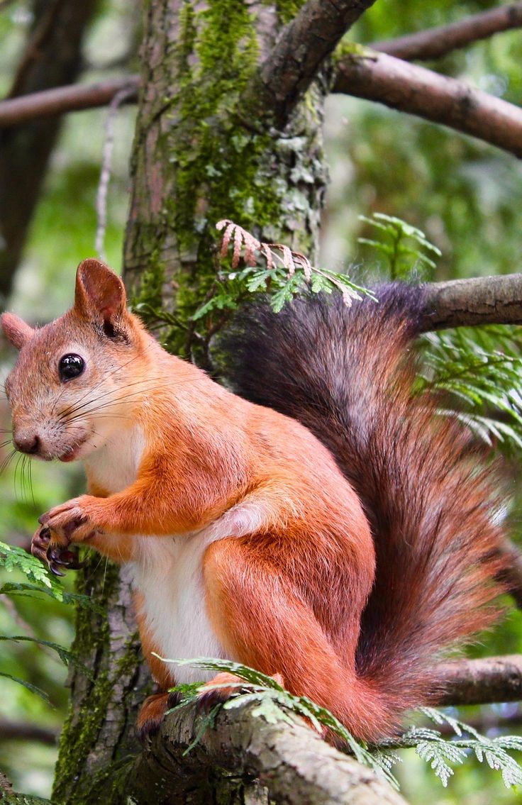 About Wild Animals: A squirrel on a