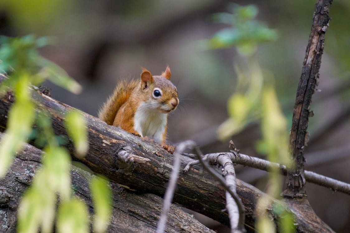Brown Squirrel on Tree a Branch · Free