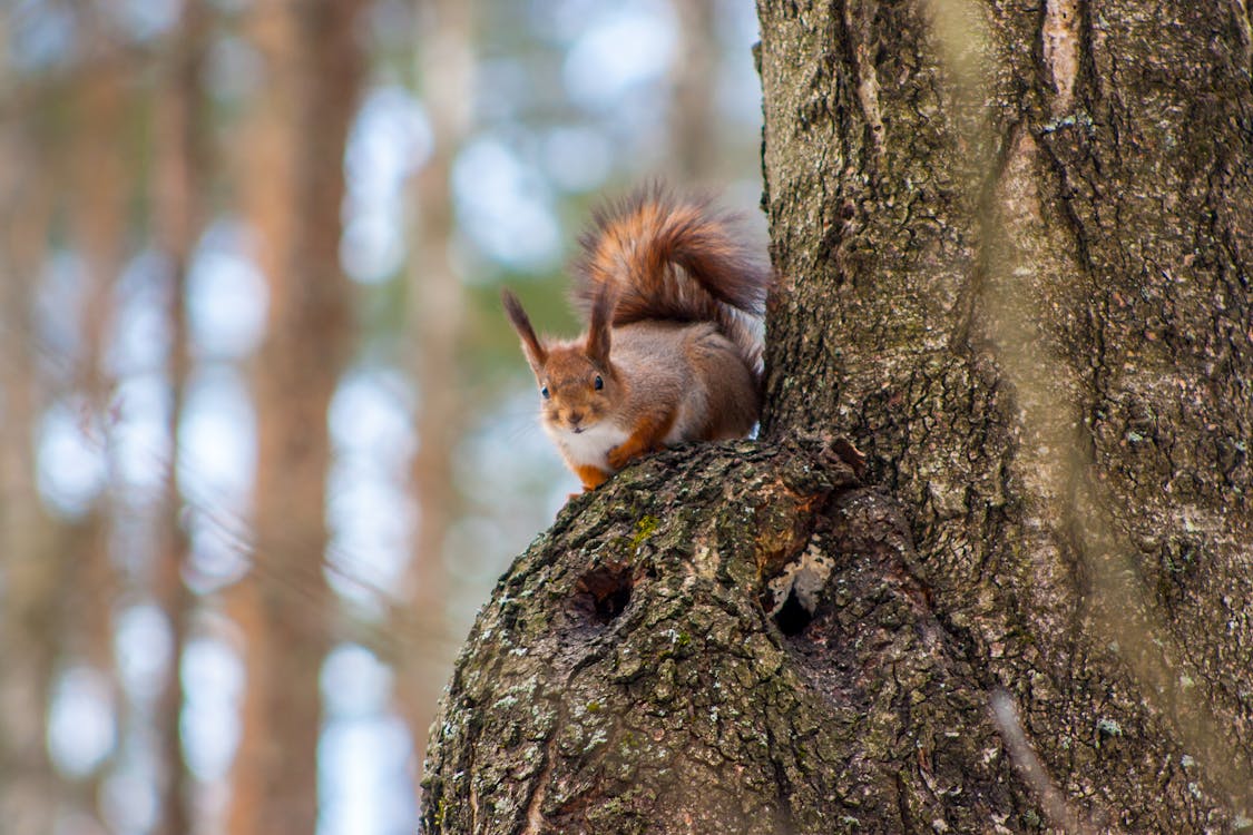 Close Up Shot Of Brown Squirrel On A