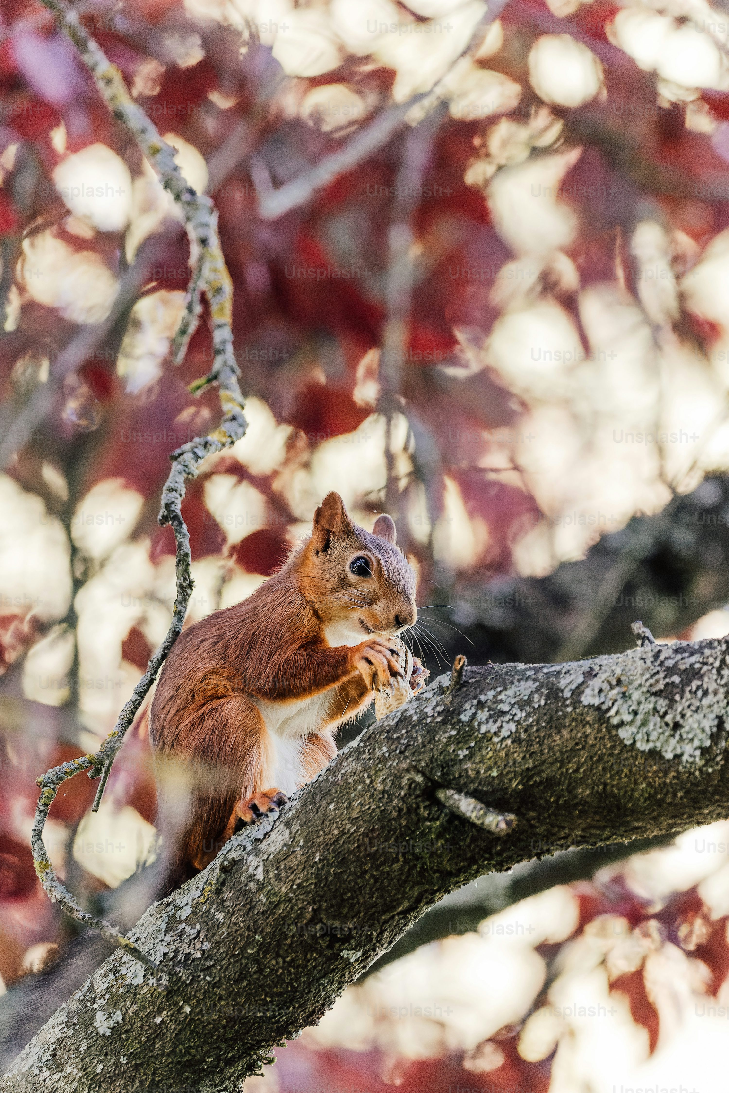 Squirrel climbing on tree in selective