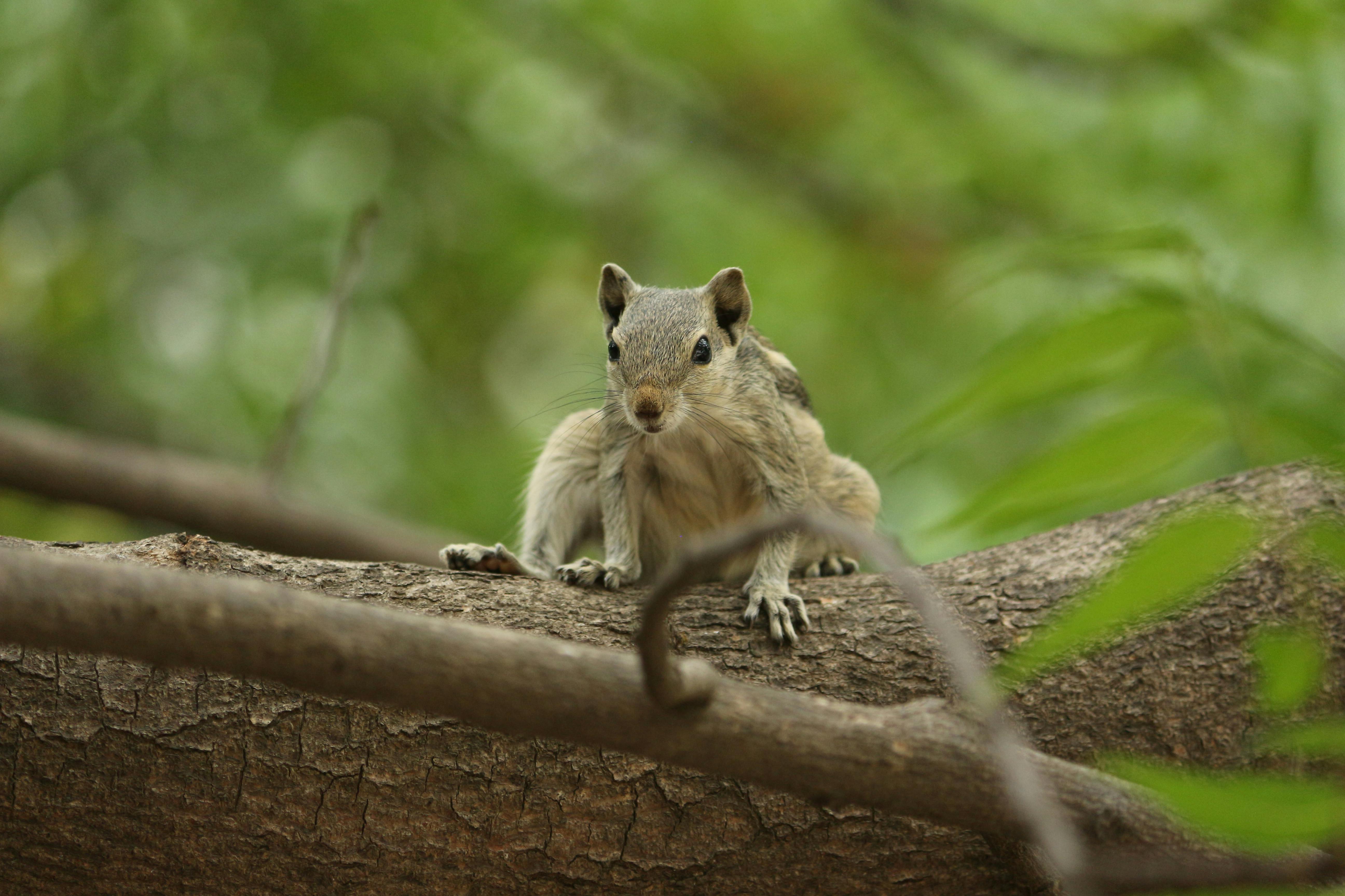 Close Up Of An Indian Palm Squirrel