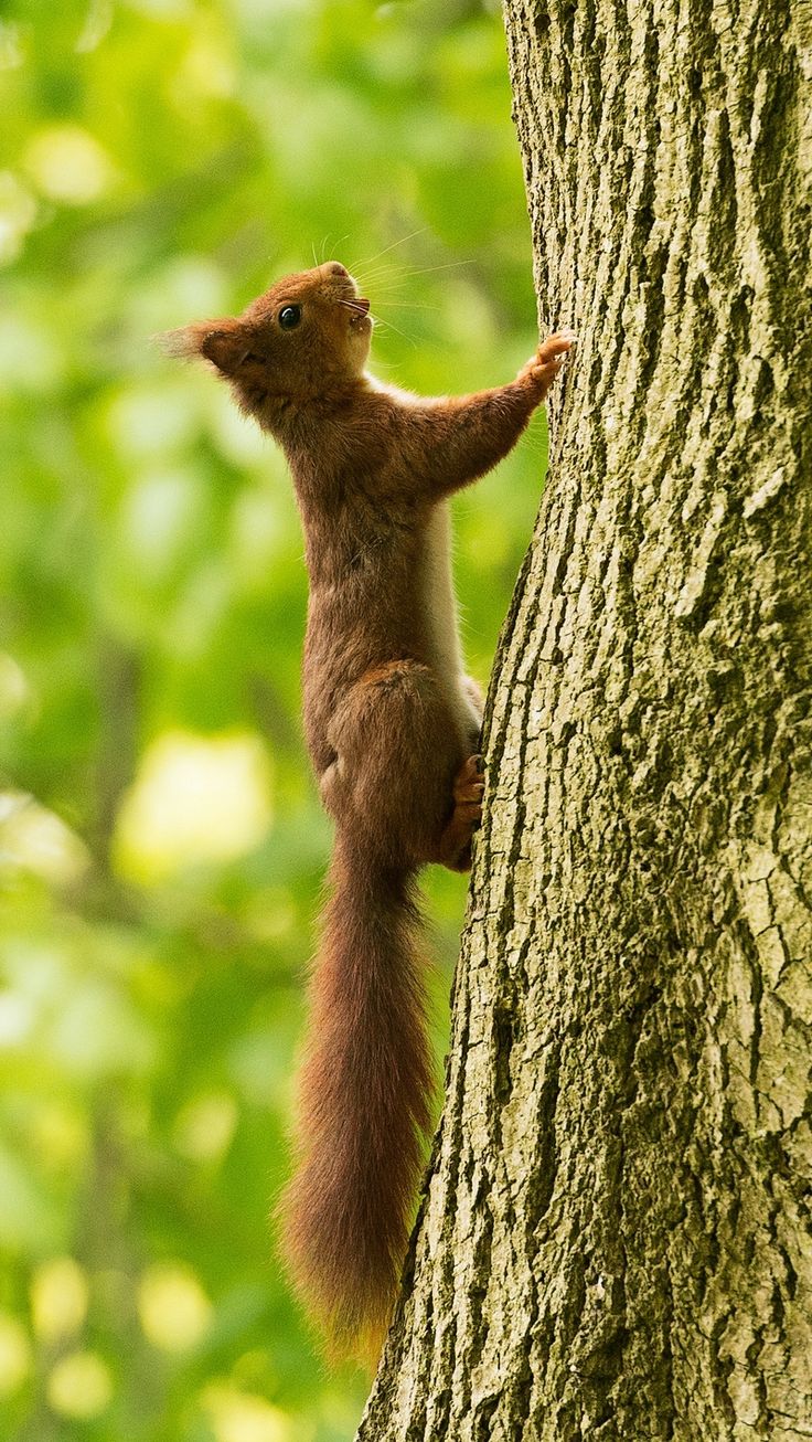 Download wallpaper 800x1420 squirrel